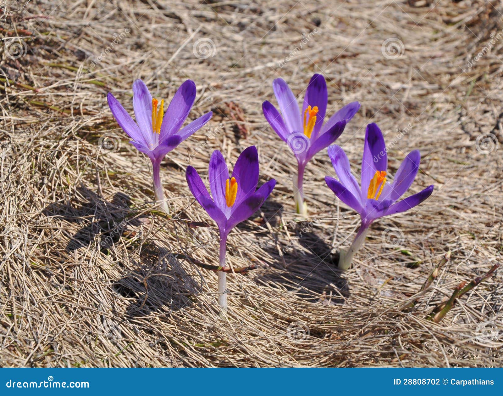 Violet wild crocus flowers stock photo. Image of family 28808702