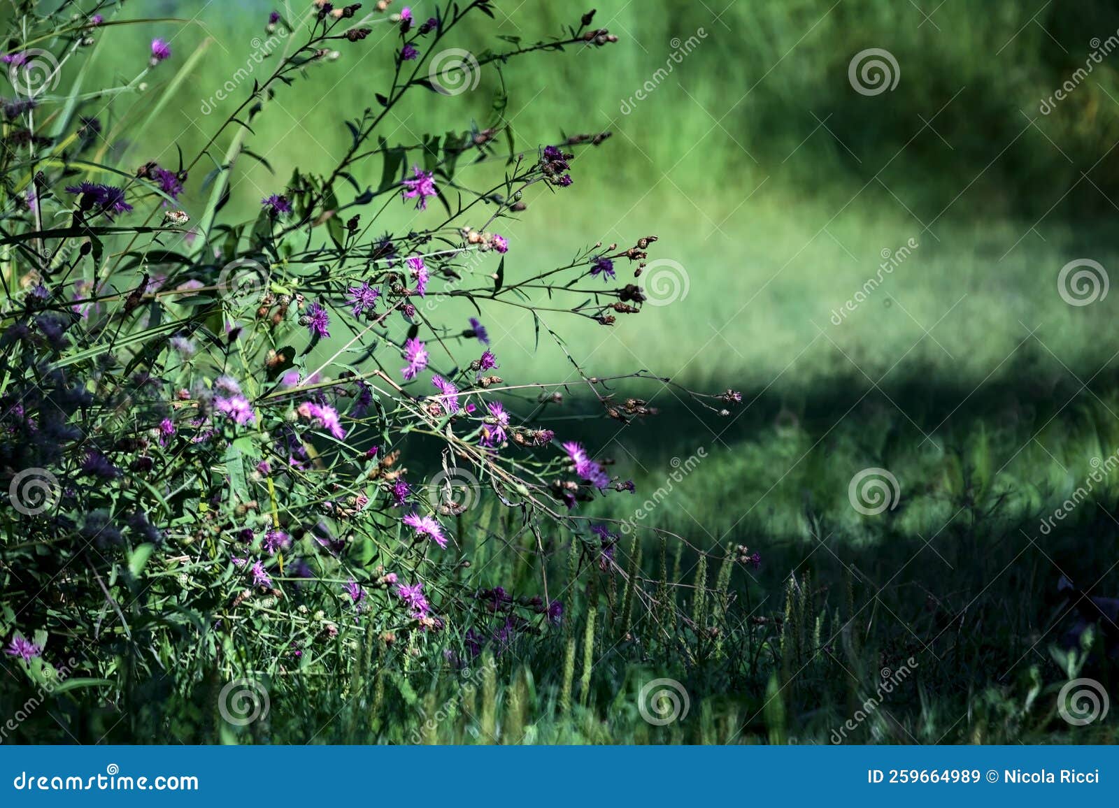 Violet Wild Flowers on a Lawn Stock Image - Image of design, field ...