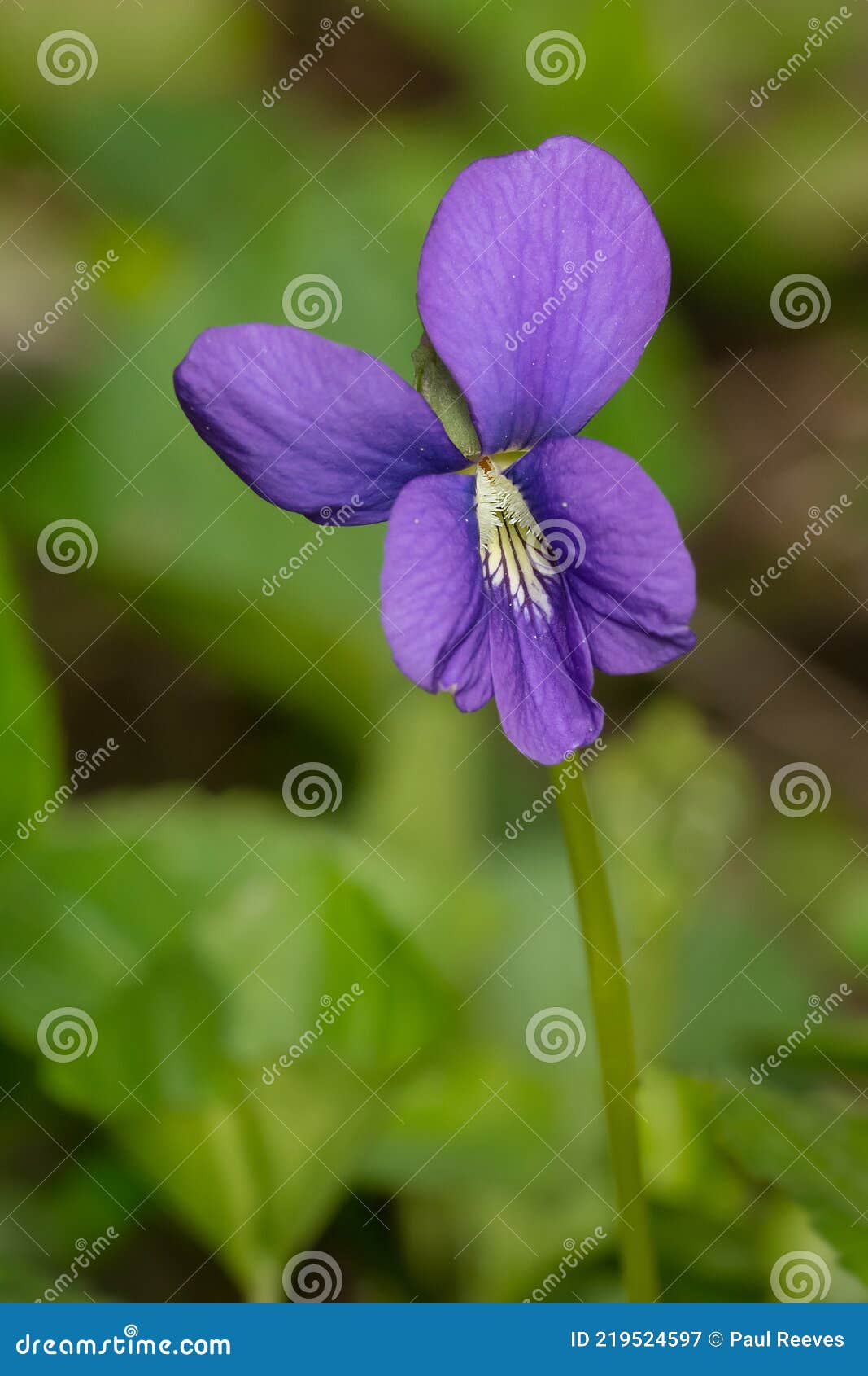 Violeta Azul Común Viola Sororia Imagen de archivo - Imagen de exterior,  parque: 219524597