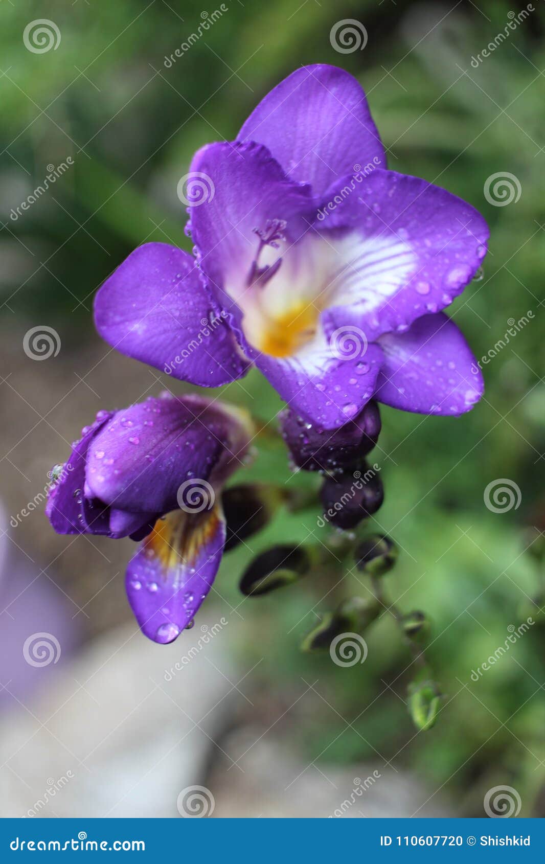 Violeta azul de la fresia foto de archivo. Imagen de fresco - 110607720