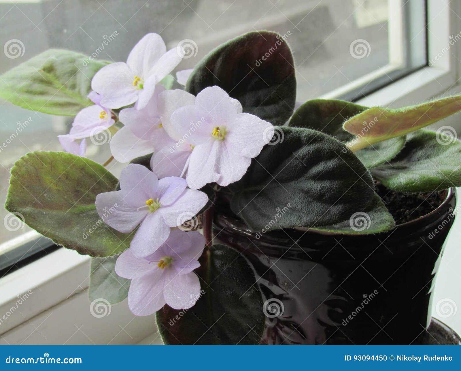 Violeta blanca en maceta foto de archivo. Imagen de flores - 93094450