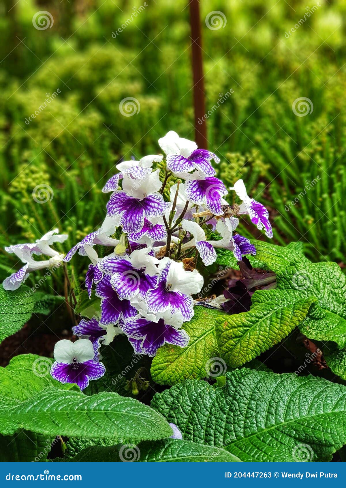 Violeta Combinada Con La Planta Blanca De Flores De Color Imagen de archivo  - Imagen de verde, lila: 204447263