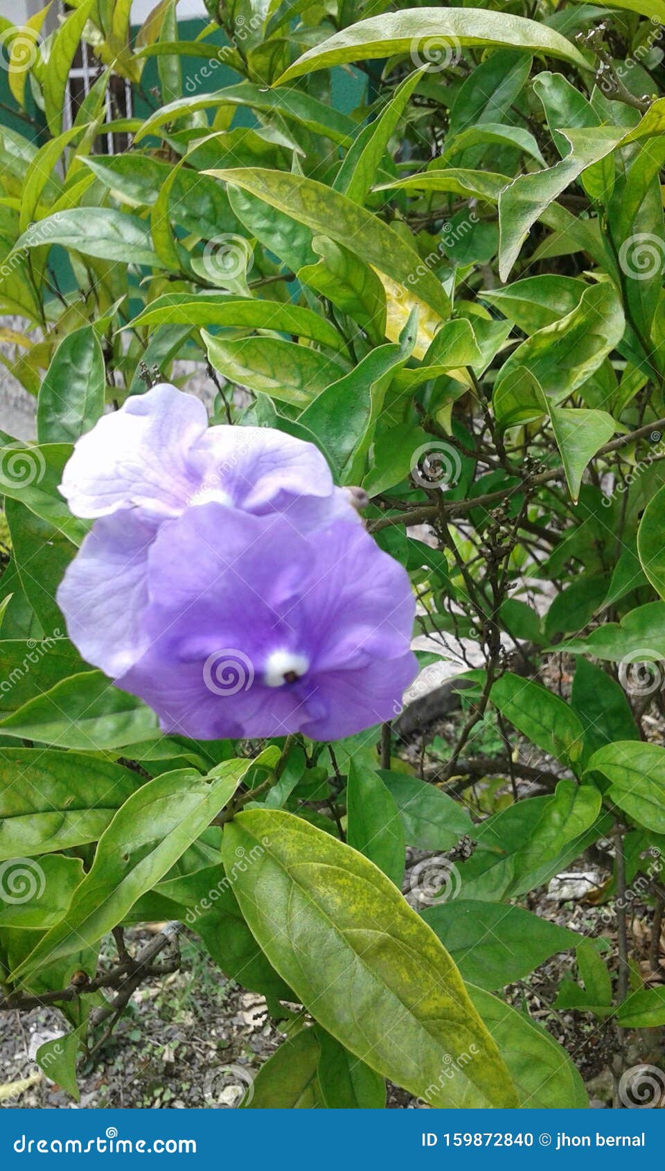 violeta precious