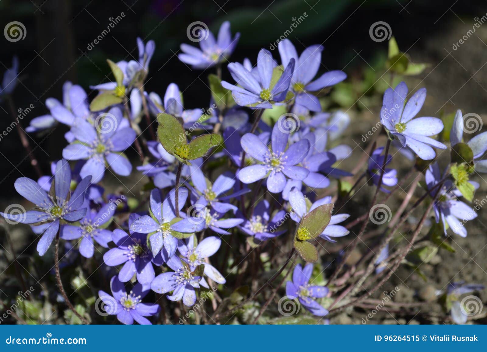 violeta spring flowers