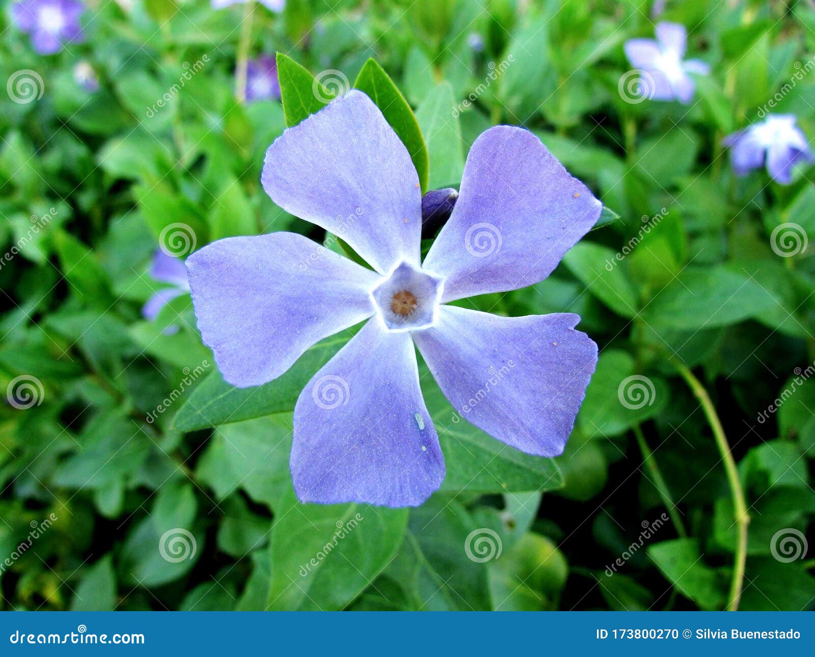 violeta vinca minor