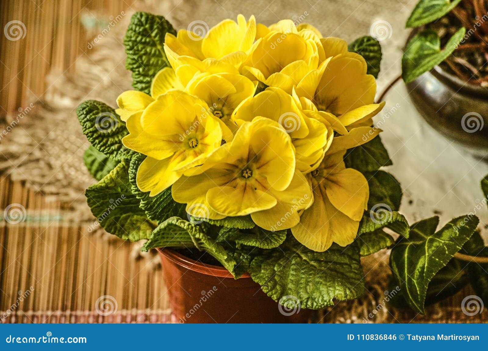 Violetas Amarillas Grandes Decorativas Florecientes Foto de archivo -  Imagen de frescura, planta: 110836846