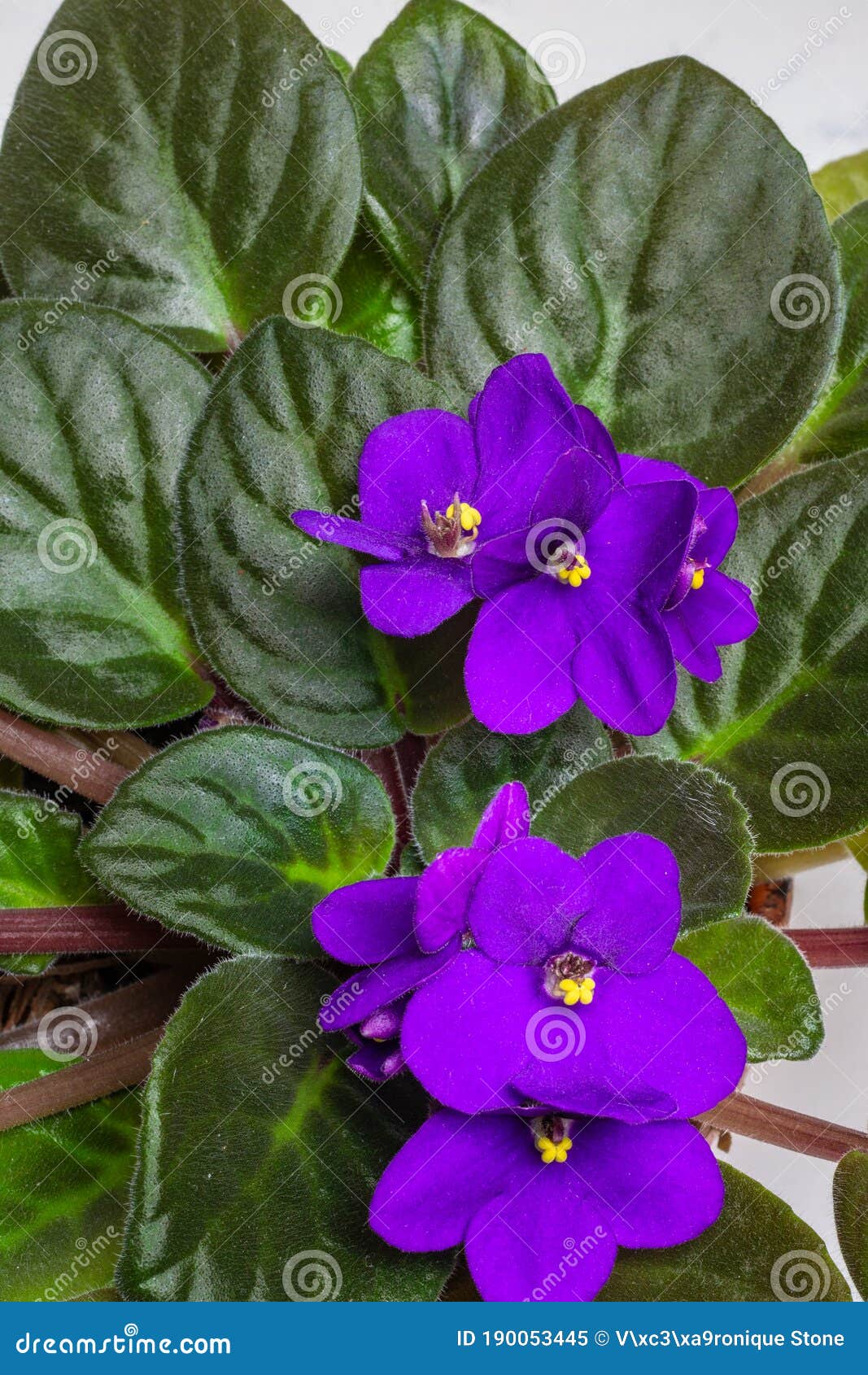 Violetas Violetas De áfrica Morada O Saintpaulia Con Un Hermoso Centro  Amarillo Imagen de archivo - Imagen de cubo, alegre: 190053445
