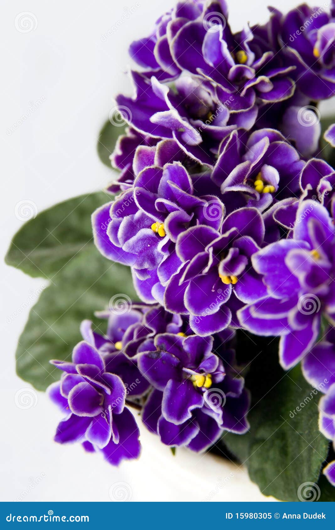 Violets stock image. Image of green, bright, saturated 15980305