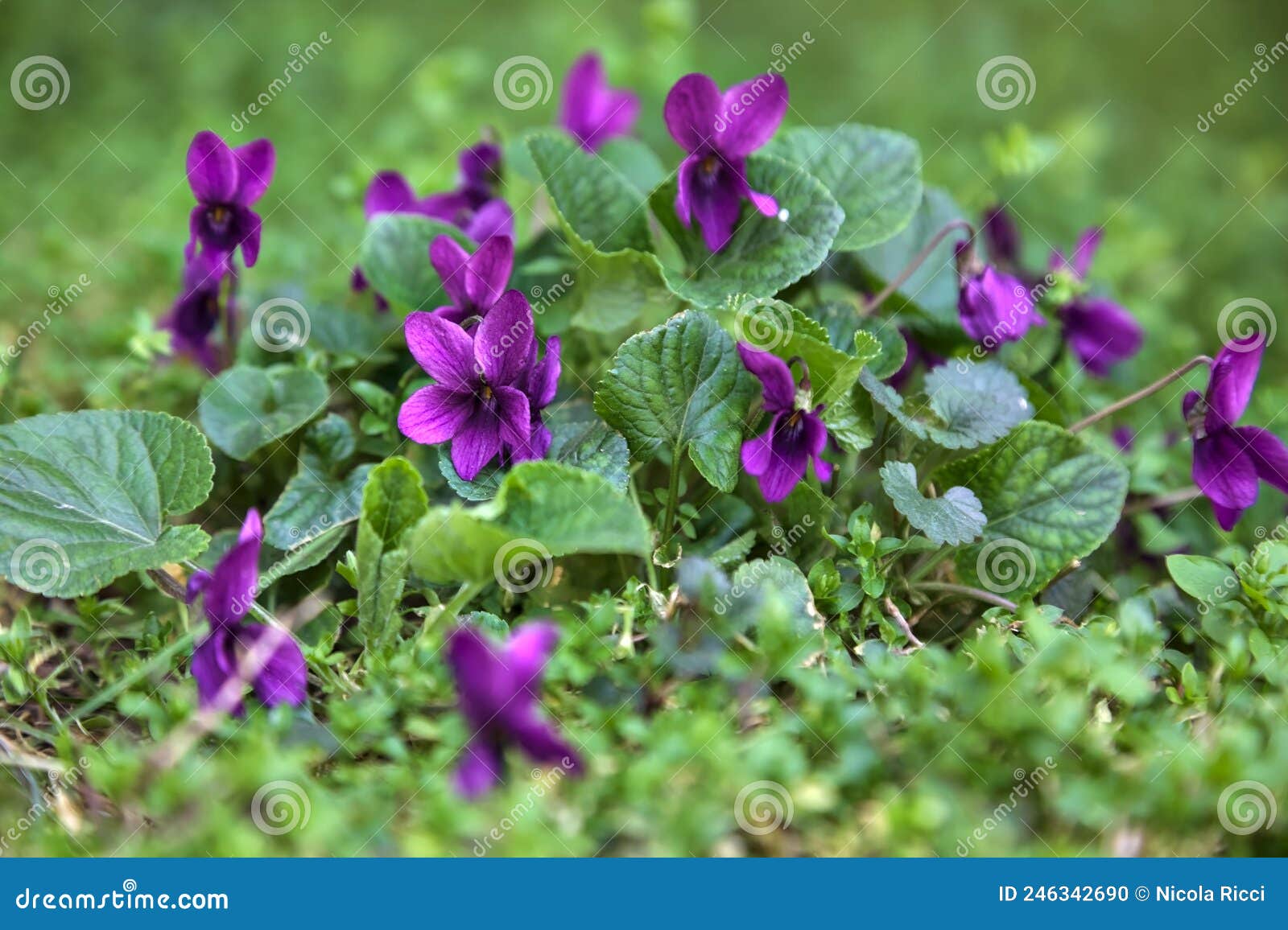 Violets in Bloom in the Grass Seen Up Close Stock Photo Image of