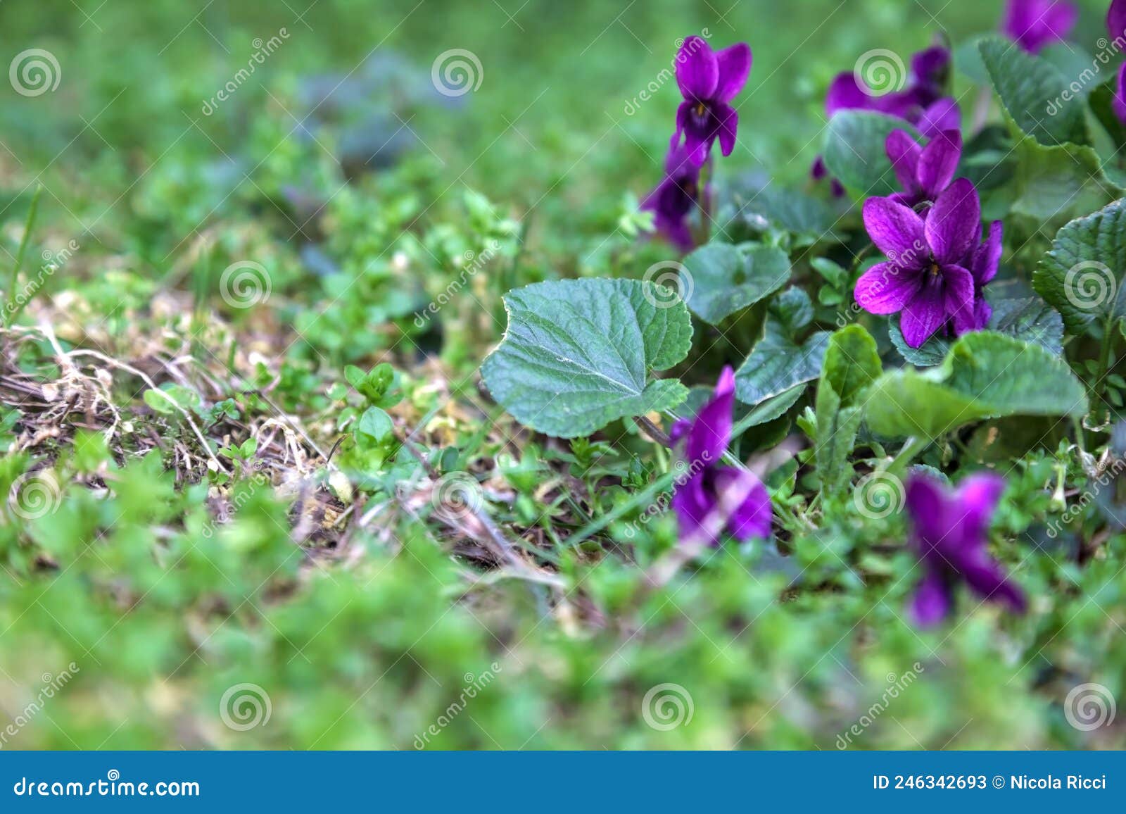Violets in Bloom in the Grass Seen Up Close Stock Image Image of