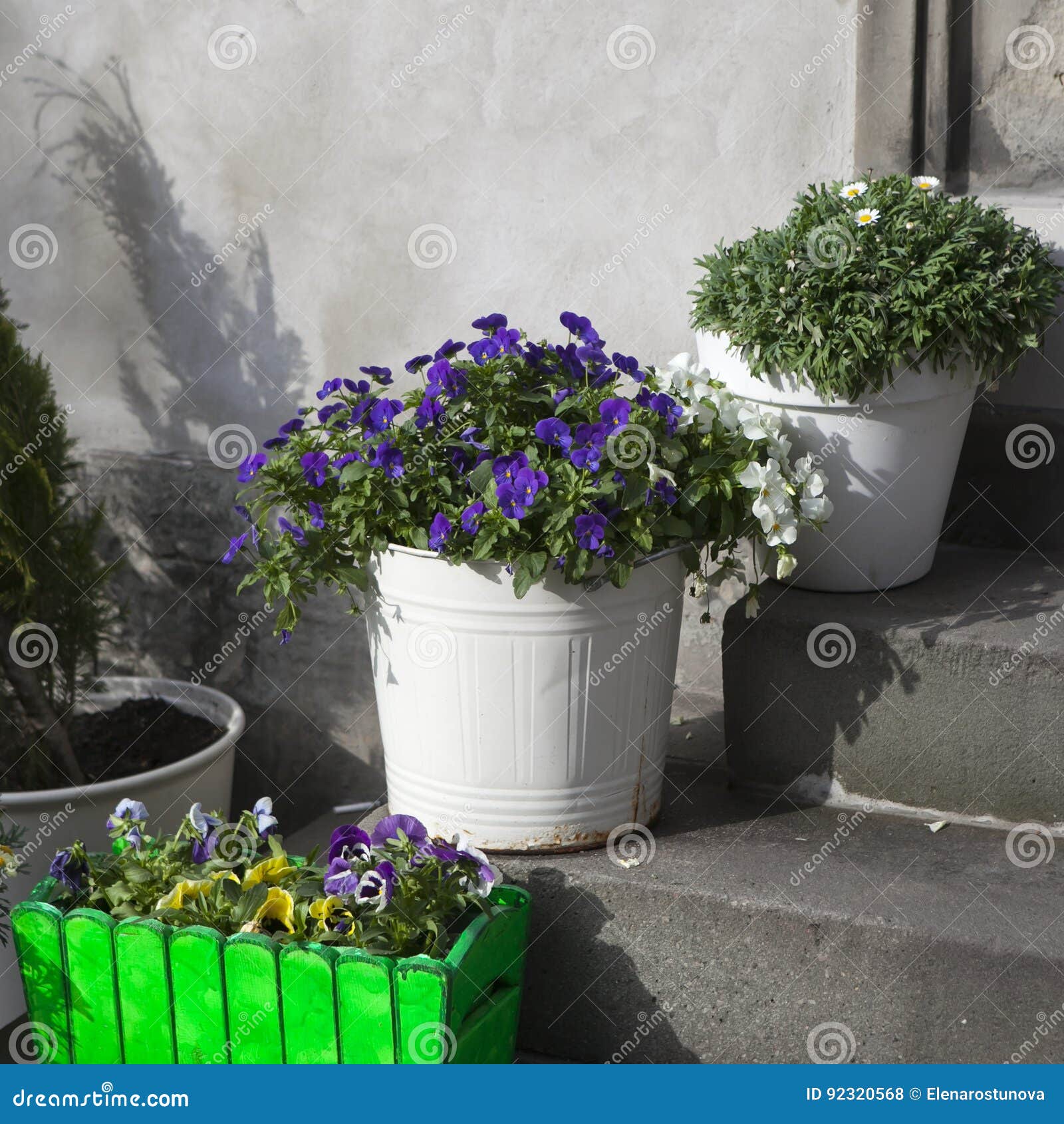 The Violets, Daisies in White Buckets on the Steps of the Cafe As