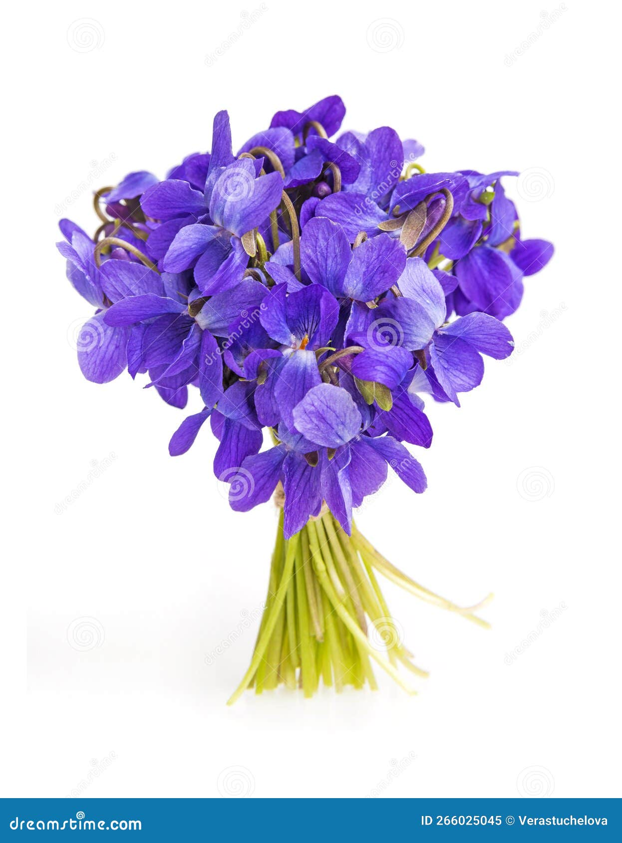 Violets Flowers Isolated on White Stock Image Image of leaf, little
