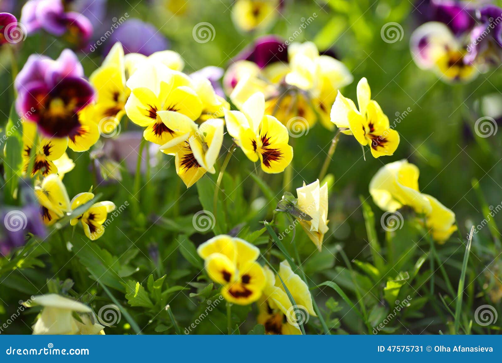 Violets in the green grass stock image. Image of flower 47575731