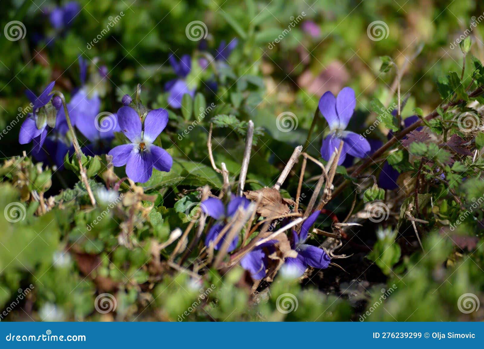 Violets in the green grass stock image. Image of violets 276239299