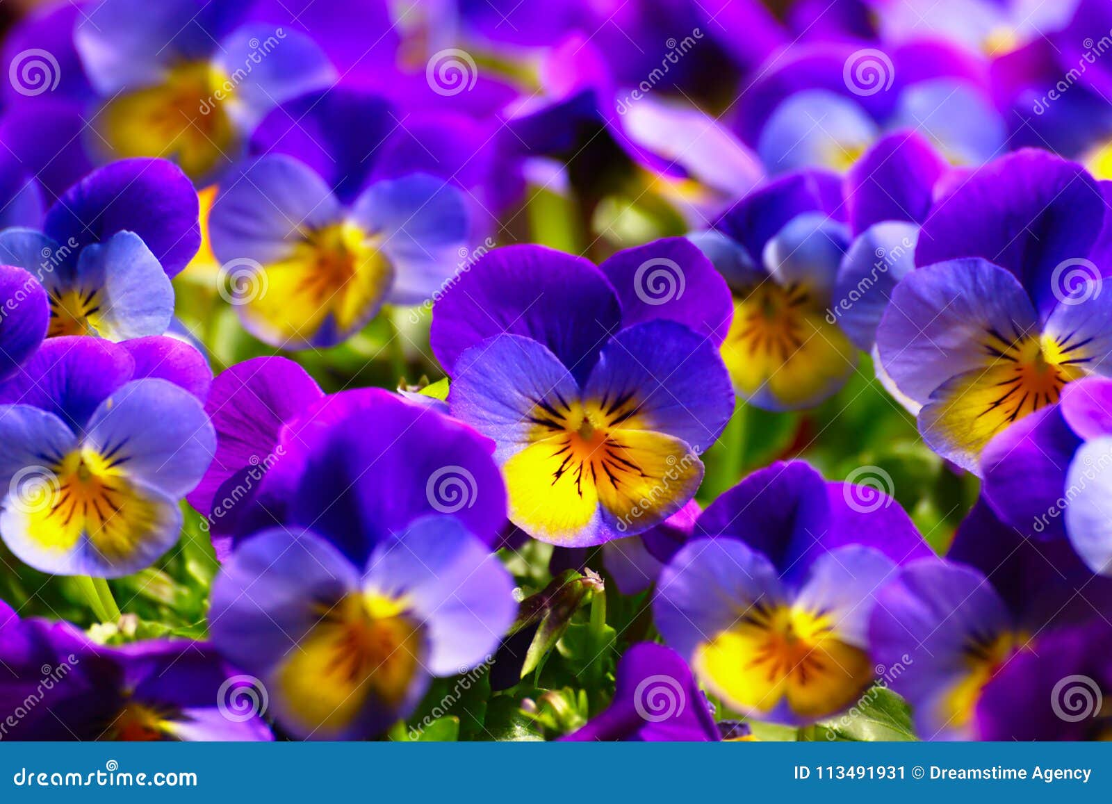 Violets in Spring stock image. Image of flowers, pansies 113491931