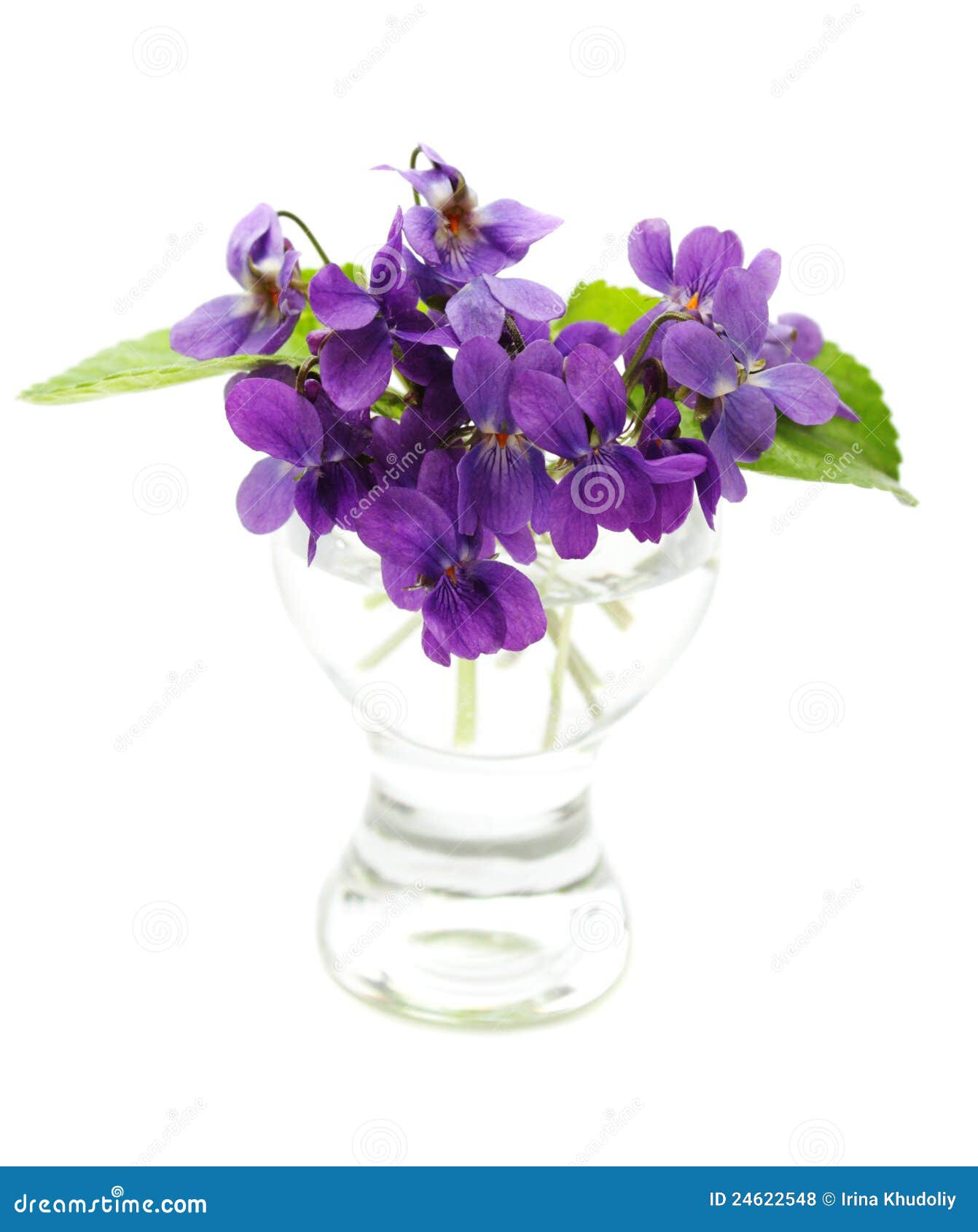 Violets in a vase stock photo. Image of closeup, leaves 24622548