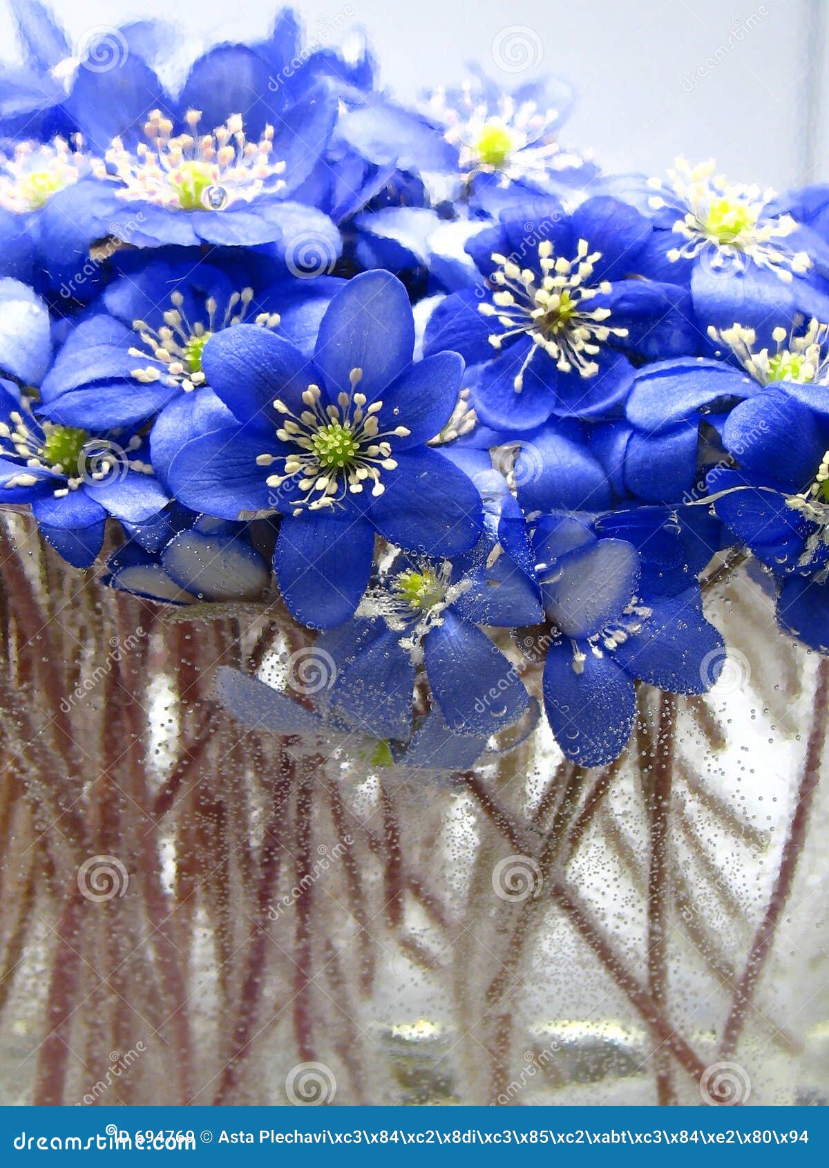 violets in the water