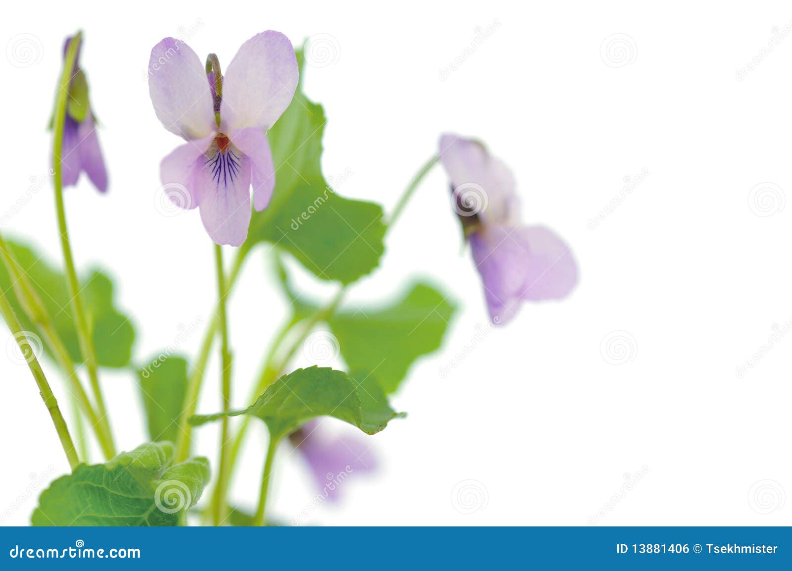 Violets On White Background Stock Photo Image of beautiful, nobody