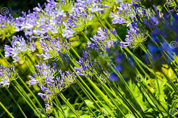 ViolettAgapanthusGruppen, Die Von Der Sonne Im Garten Der Villa