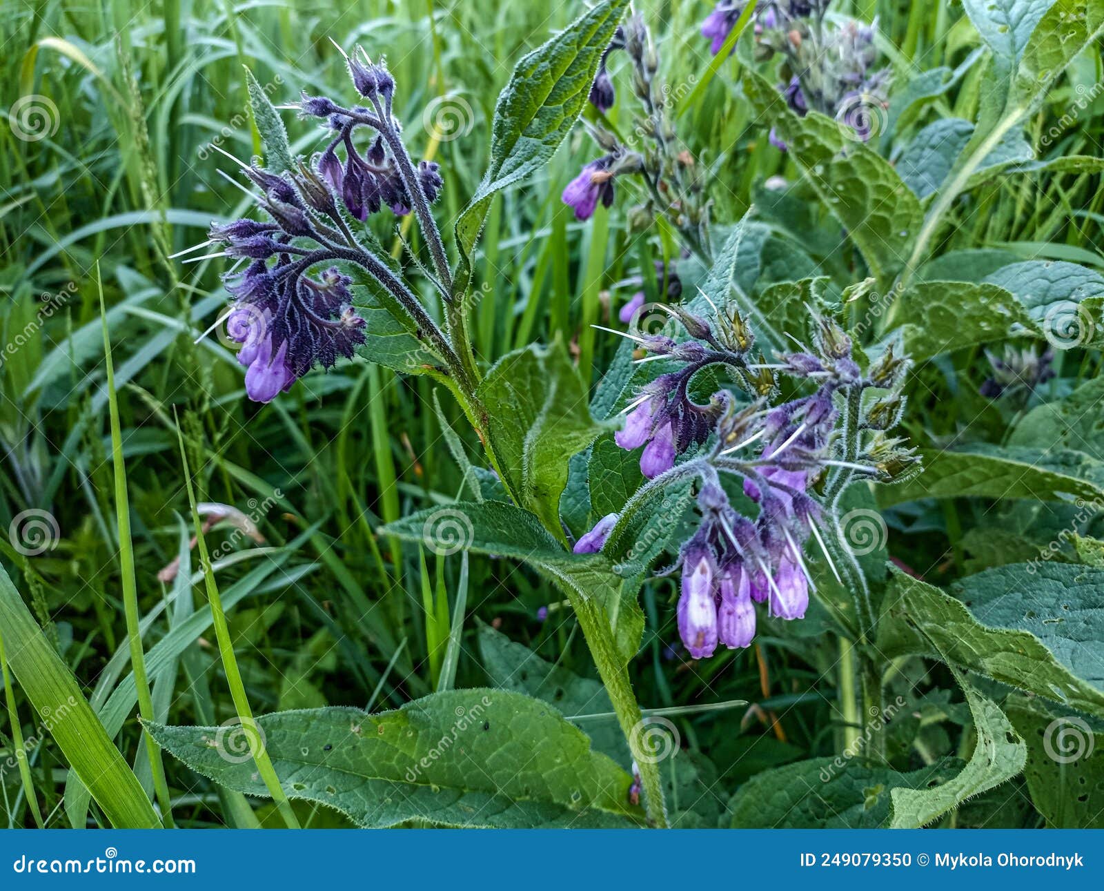 Violett-violette Comfrey-Blumen Symphytum Officinale Stockfoto - Bild von  nahaufnahme, frech: 249079350