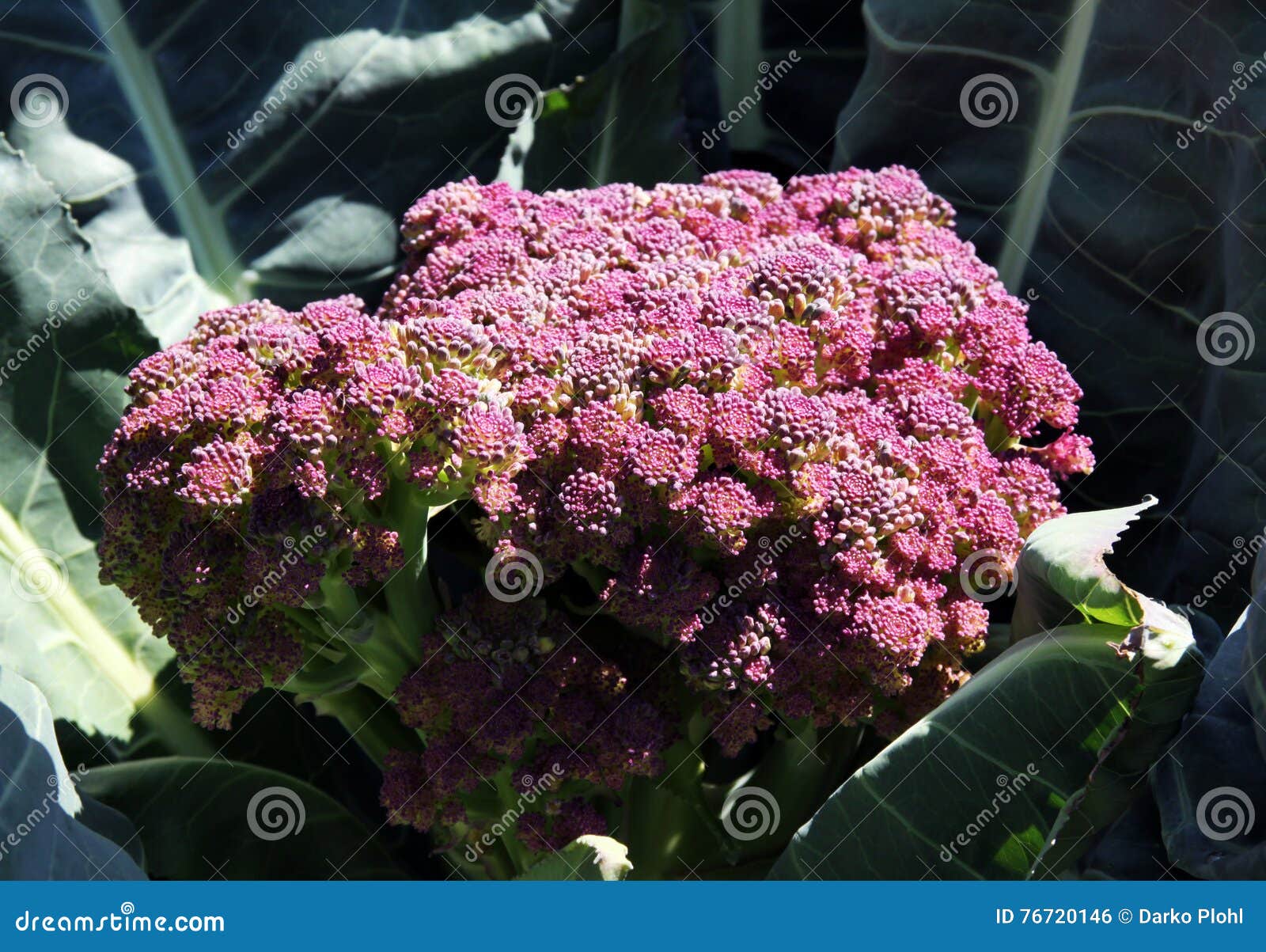 violetta di sicilia cauliflower