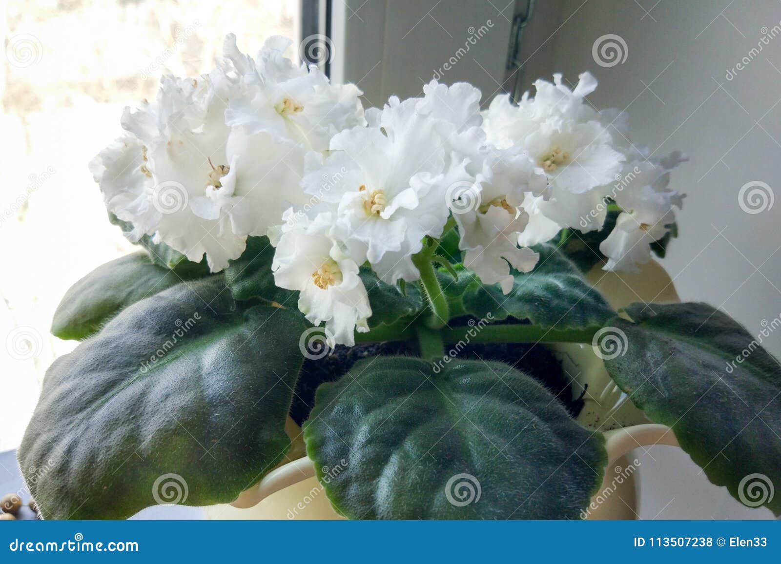Violette africaine blanche photo stock. Image du décoratif - 113507238