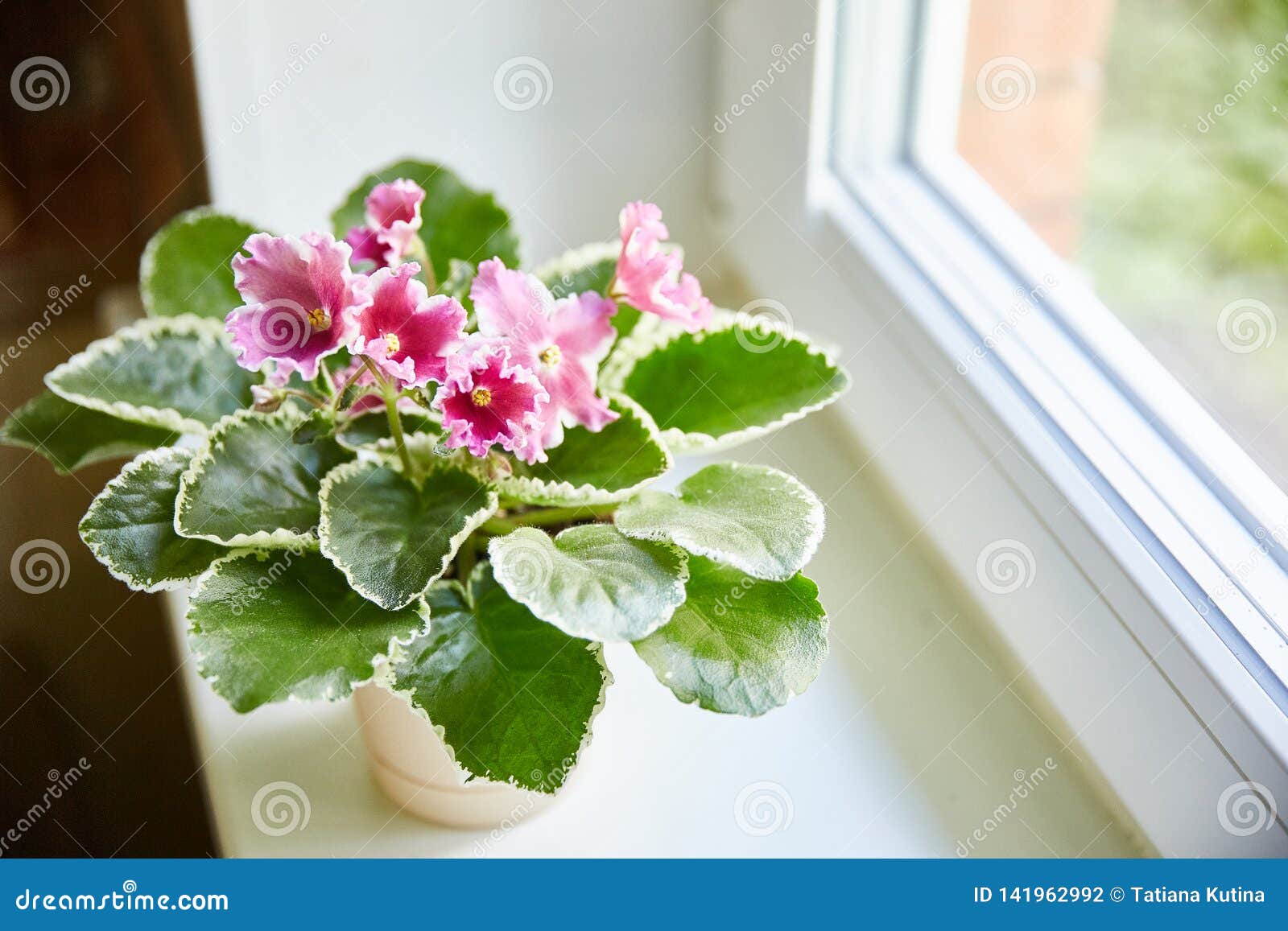 Violette Africaine De Floraison Avec Les Feuilles Bariolées Sur La Fenêtre  Photo stock - Image du soin, rosette: 141962992