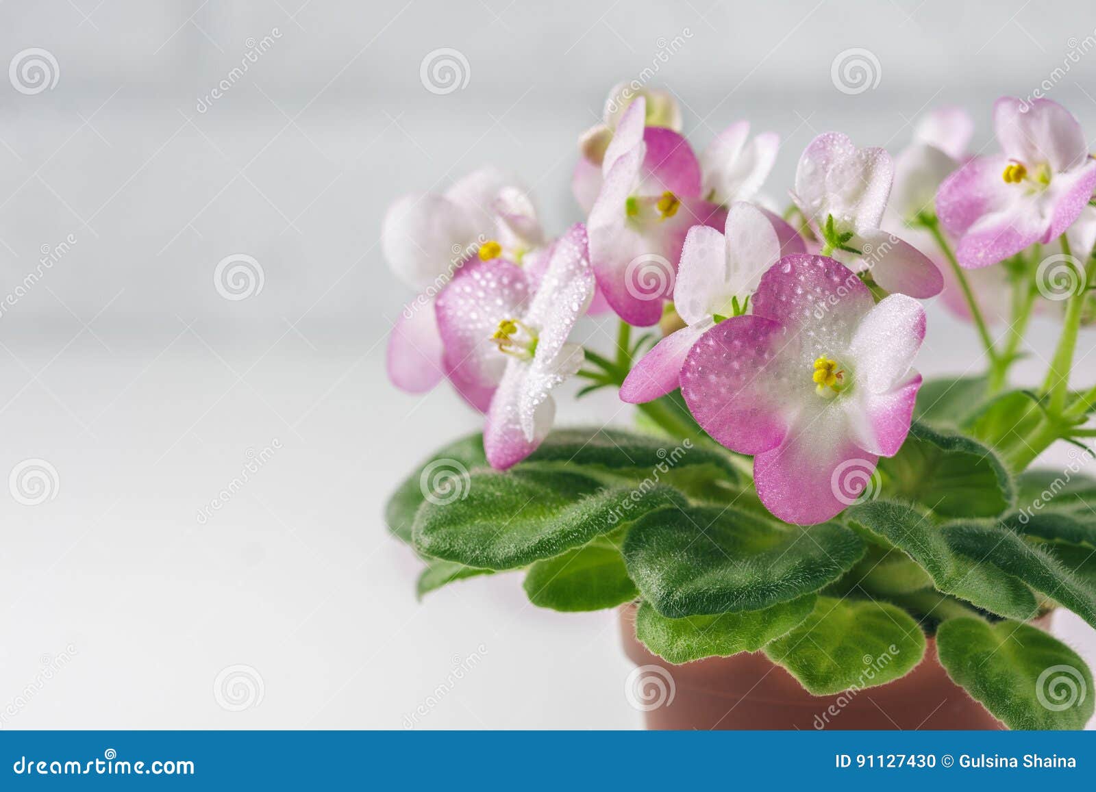Violette Africaine De Rose Et Blanche Dans Le Pot De Fleur, Sur Le Blanc  Photo stock - Image du jardinage, petit: 91127430