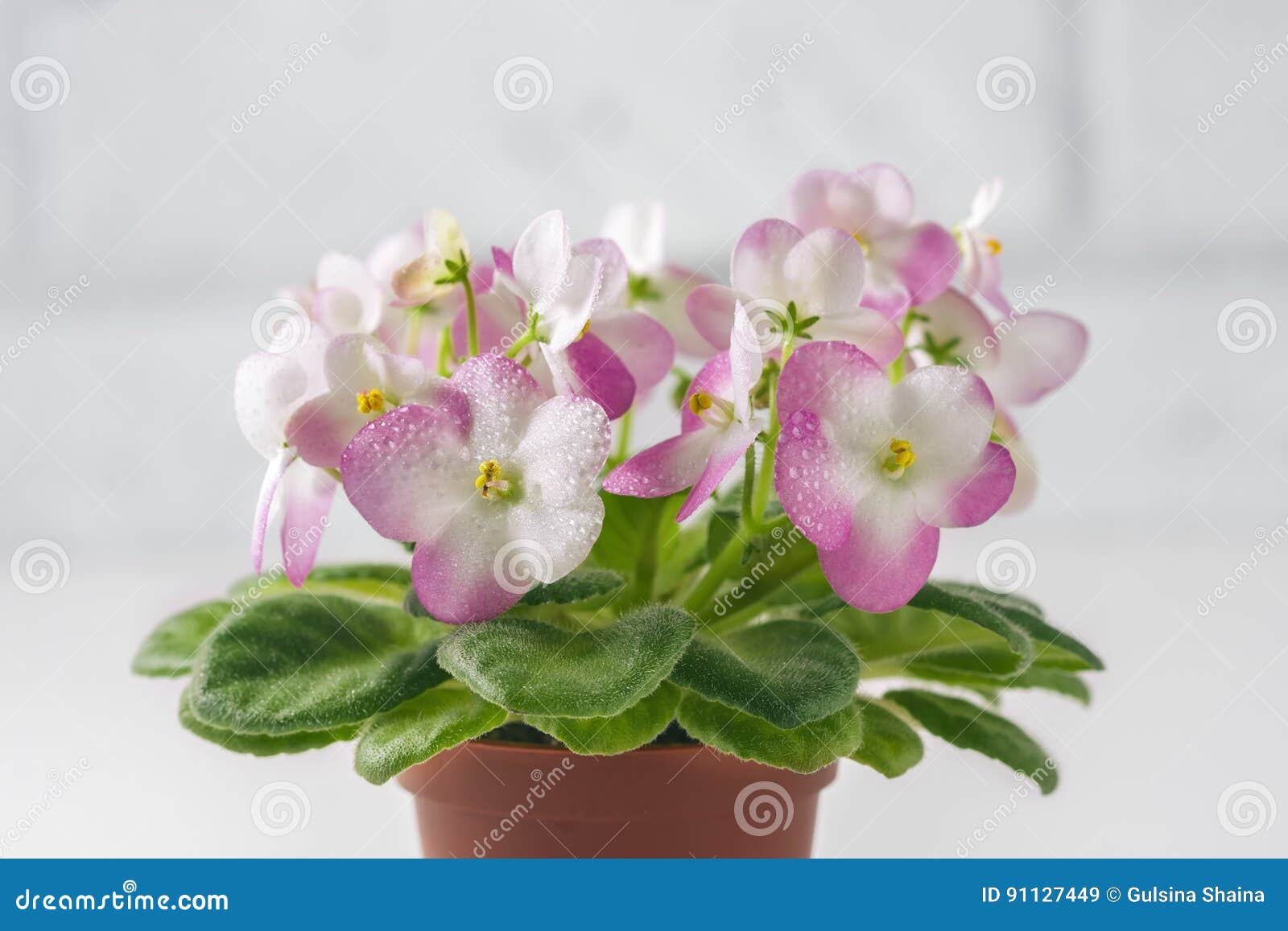Violette Africaine De Rose Et Blanche Dans Le Pot De Fleur, Sur Le Blanc  Image stock - Image du blanc, fond: 91127449