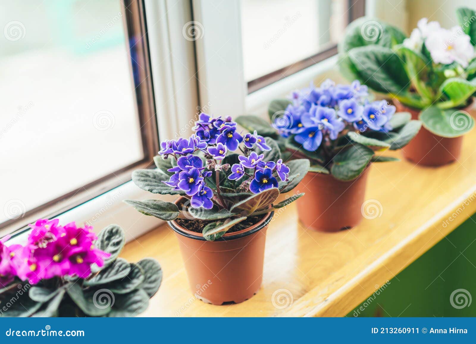 Violette Africaine. Mini Plantes En Pot à La Maison Sur Le Rebord De La  Fenêtre. Saintpaulias Fleurissants. Focus Sélectif Image stock - Image du  flowerpot, bleu: 213260911