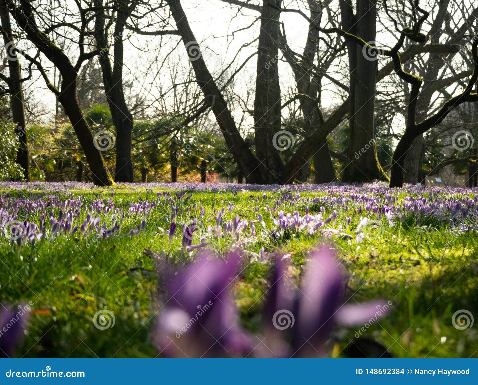 Violette Au Printemps Sur La Pelouse Verte Photo stock - Image du  stationnement, jardin: 148692384