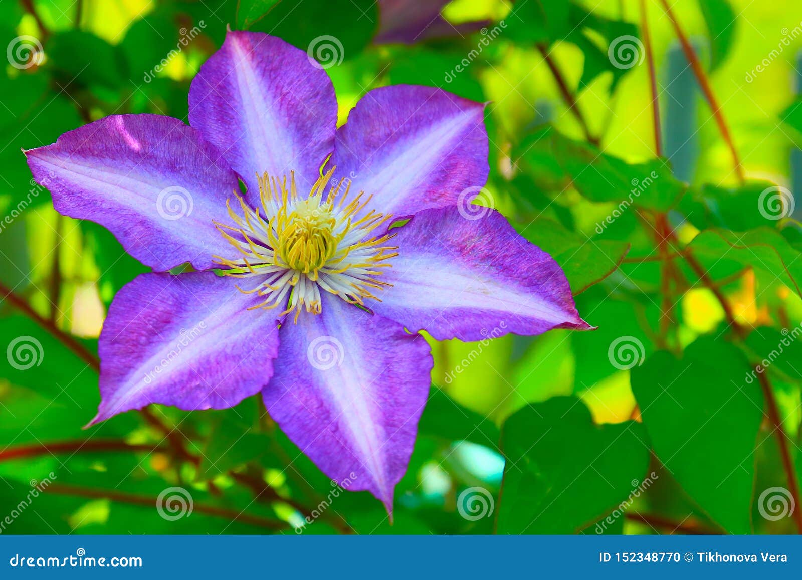 Violette Avec Les Fleurs Blanches Du Plan Rapproché De Clématite Photo  stock - Image du normal, lame: 152348770