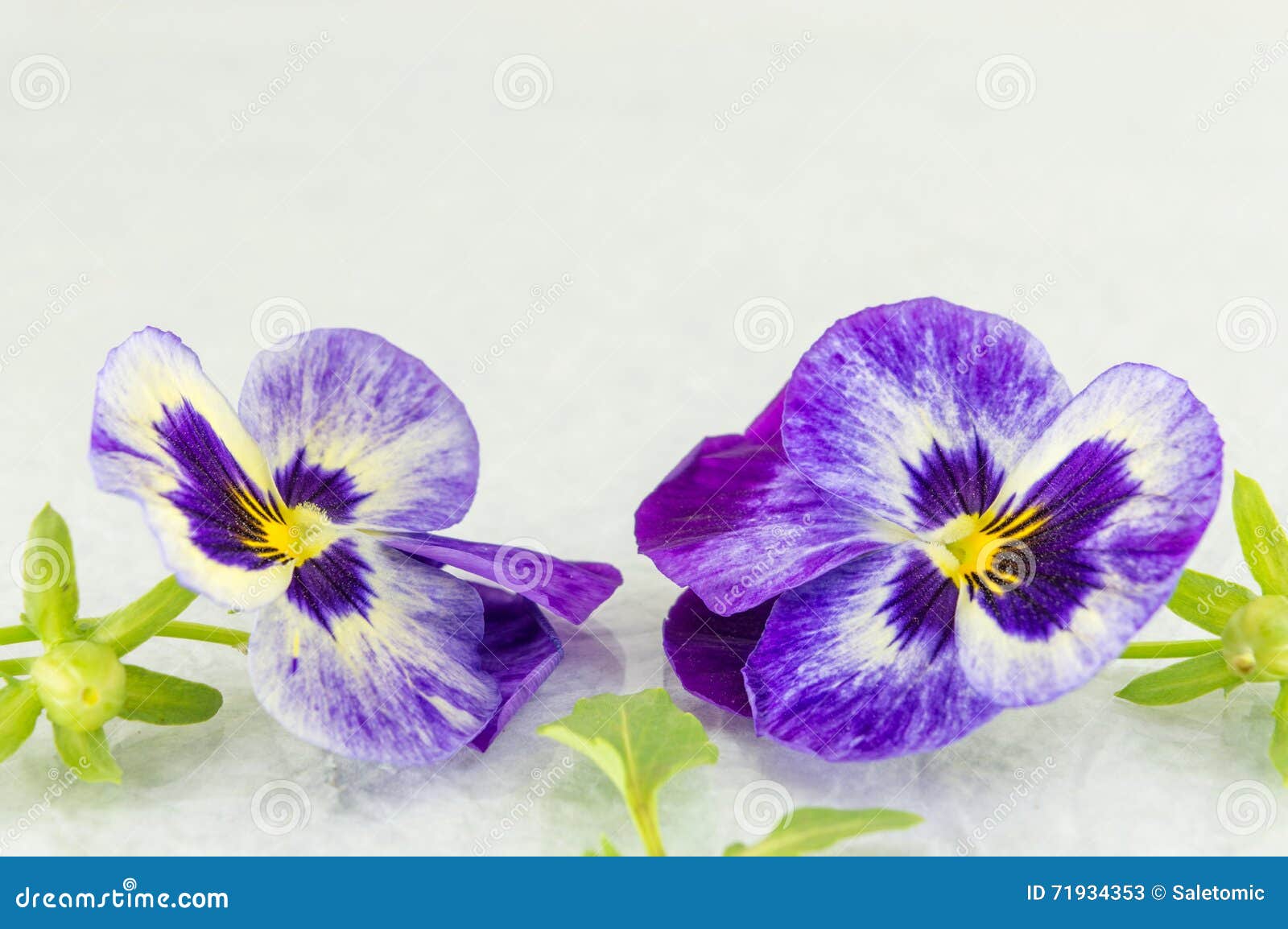 Frische violette Blumen auf weißem Gewebe