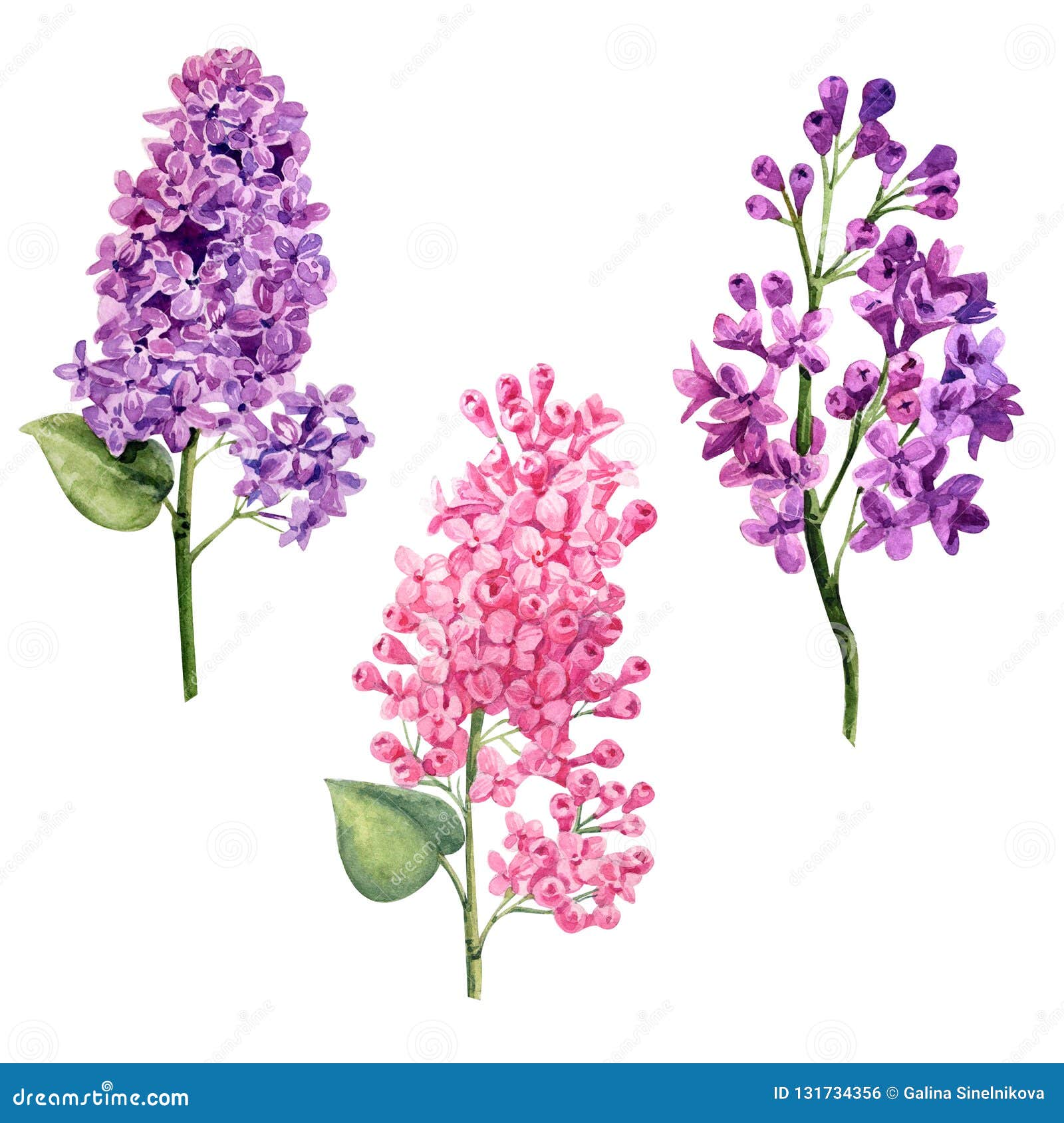 Violette D'aquarelle Et Branche Réglée Lilas De Rose Illustration Stock -  Illustration du ramassage, vert: 131734356