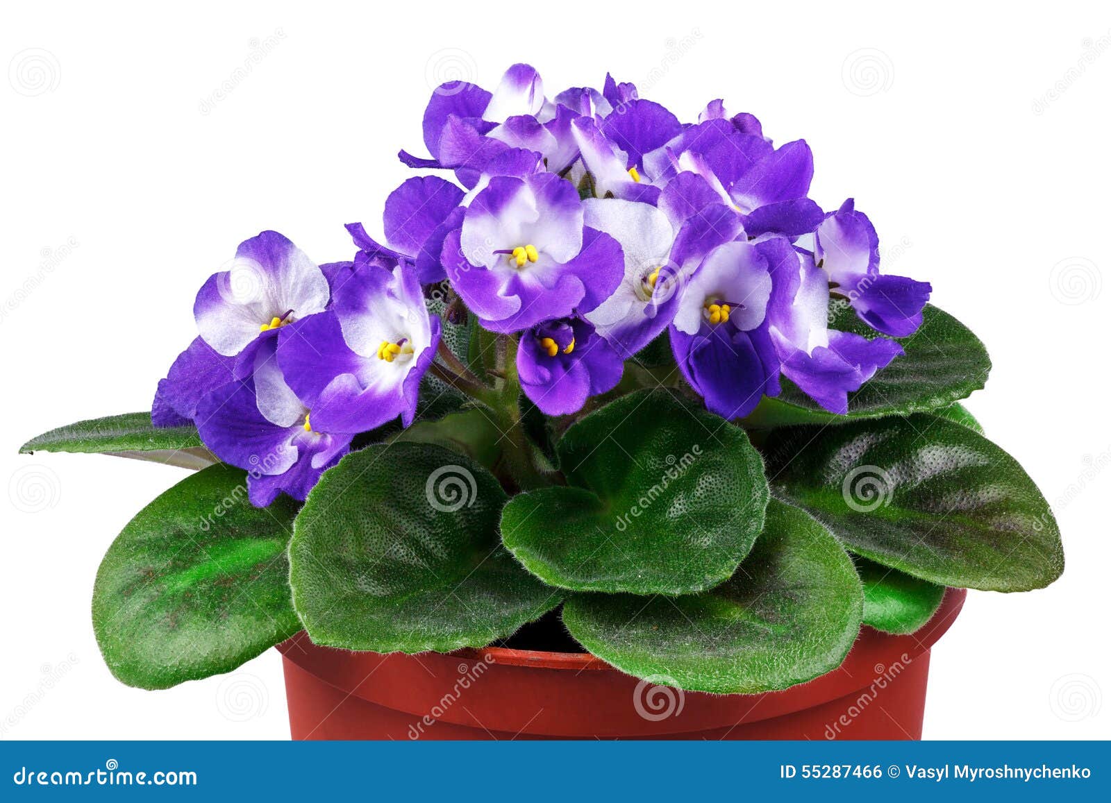 Violette Dans Le Pot De Fleurs Sur Le Blanc Photo stock - Image du frais,  personne: 55287466