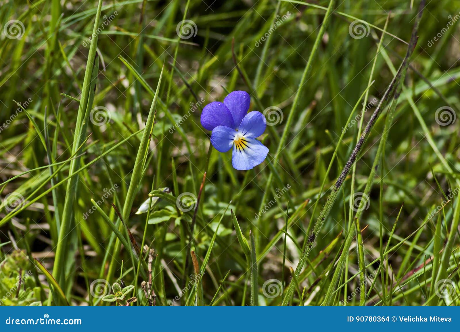 Violette De Pensée Sauvage De Plante Médicinale Fleurissant En Clairière  Photo stock - Image du normal, maladie: 90780364