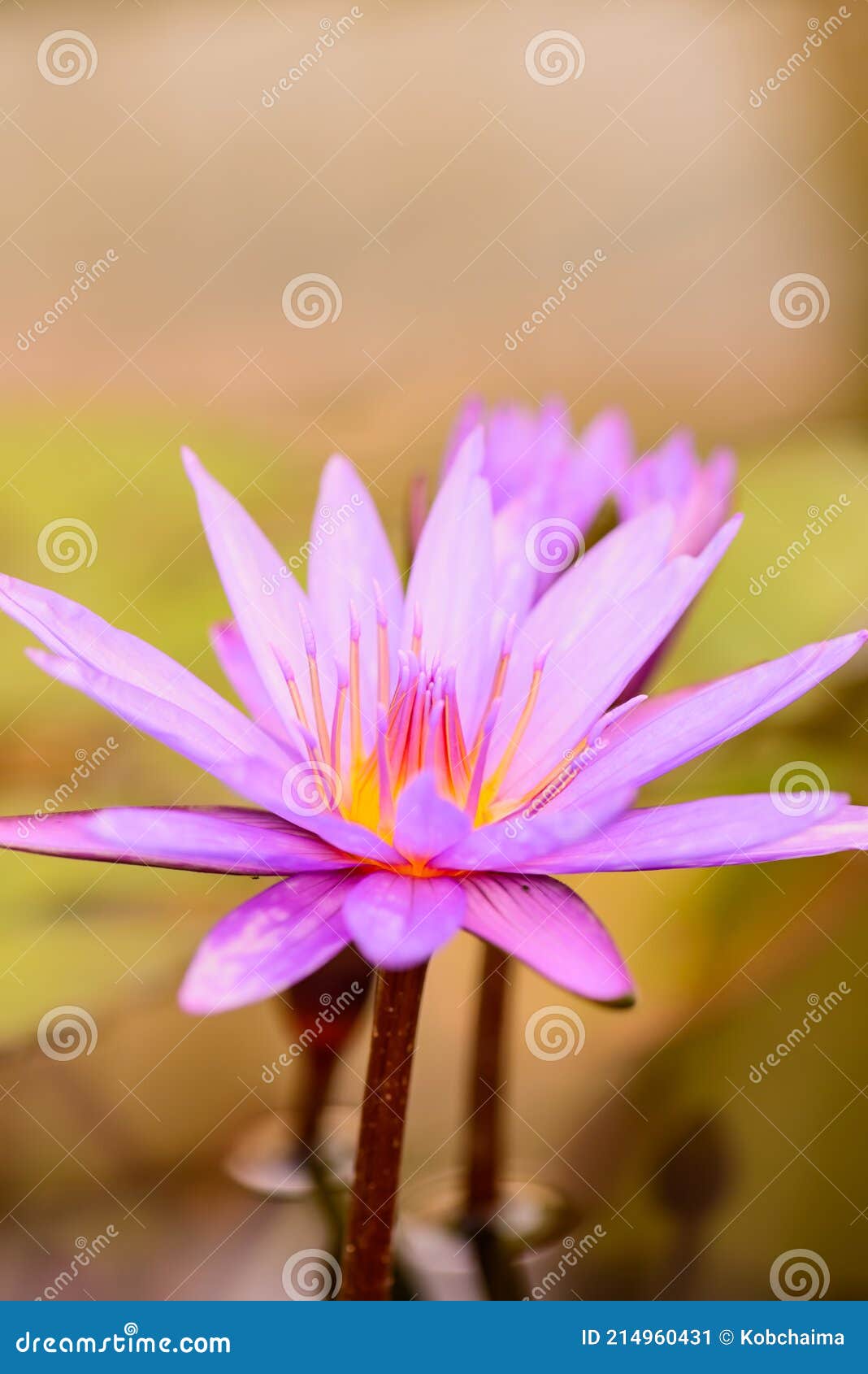 Violette Lotusblume Im Teich Stockbild Bild von botanisch, makro