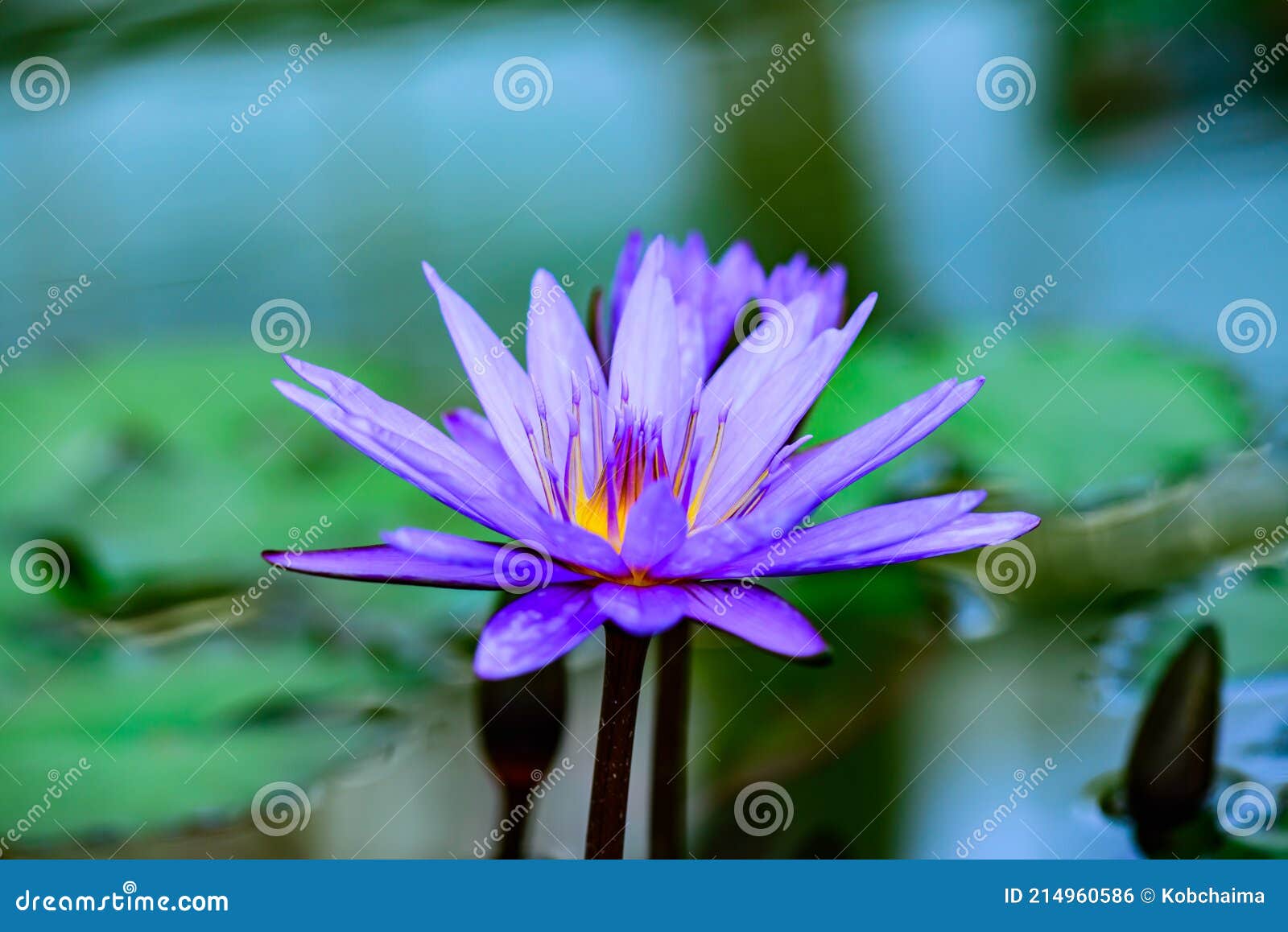 Violette Lotusblume Im Teich Stockfoto Bild von makro, botanisch