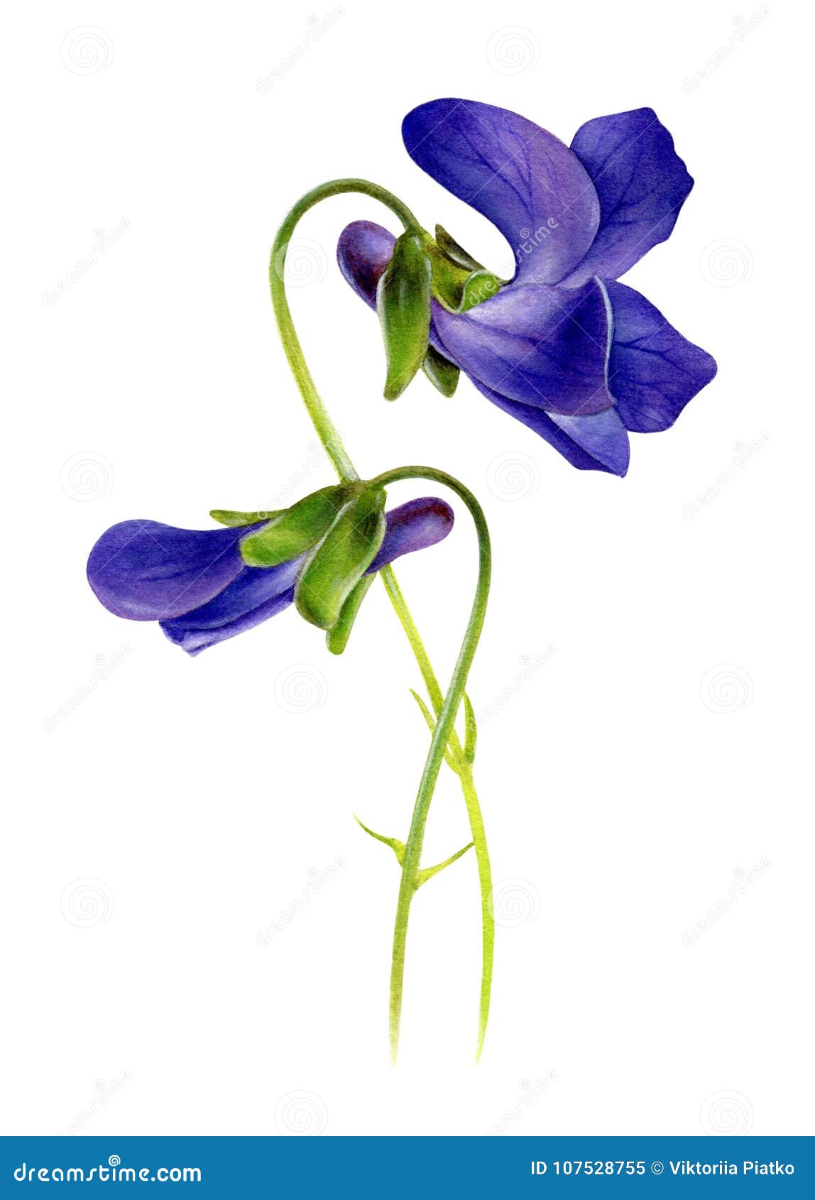 Violettes Pourprées Illustration Botanique D'aquarelle Illustration Stock -  Illustration du illustration, invitation: 107528755