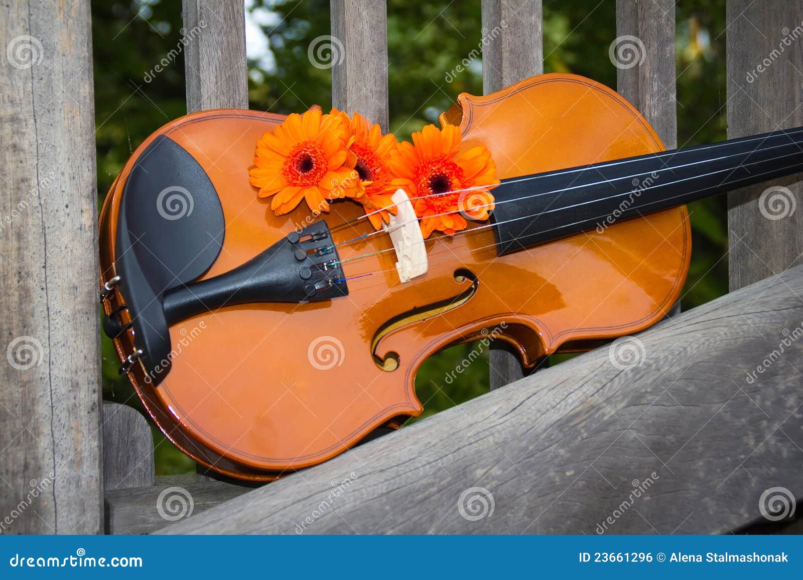Violin and flowers stock photo. Image of entertainment 23661296