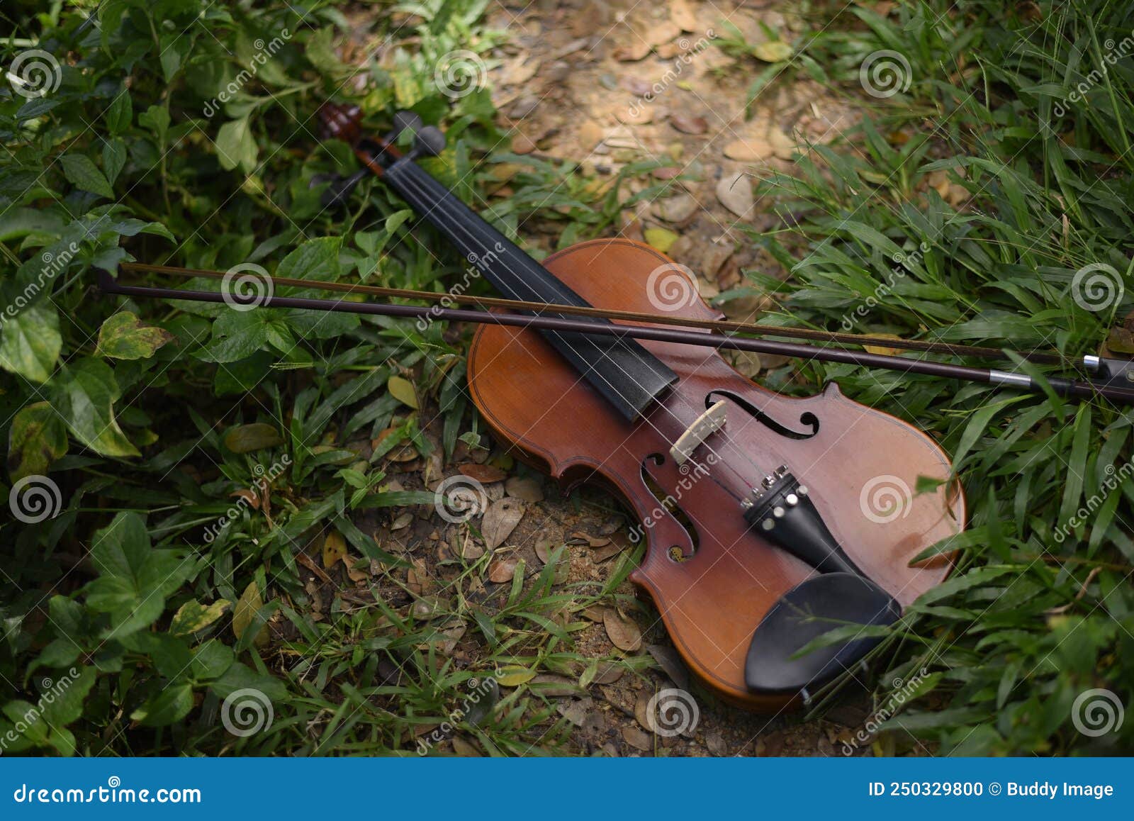 Violin on the Grass in the Jungle Stock Photo Image of forest, leaf