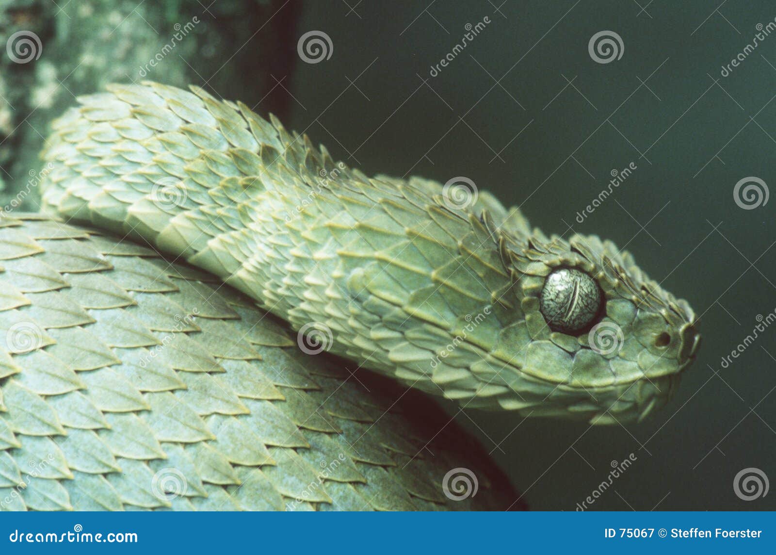 African Green Bush Viper Atheris Squamigera Potrtrait Stock Image - Image  of green, close: 206976795