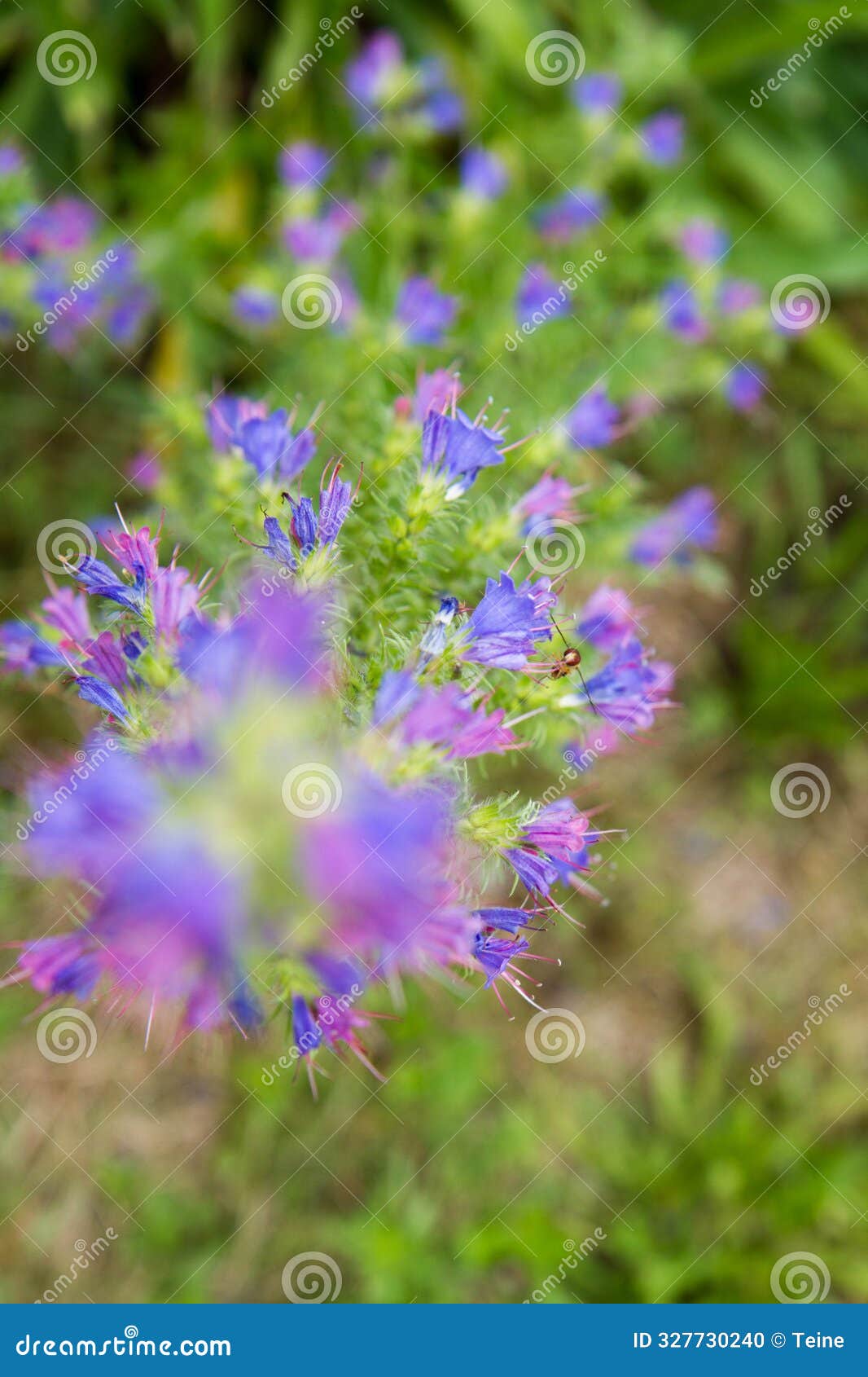 the viper's bugloss (echium vulgare) plant