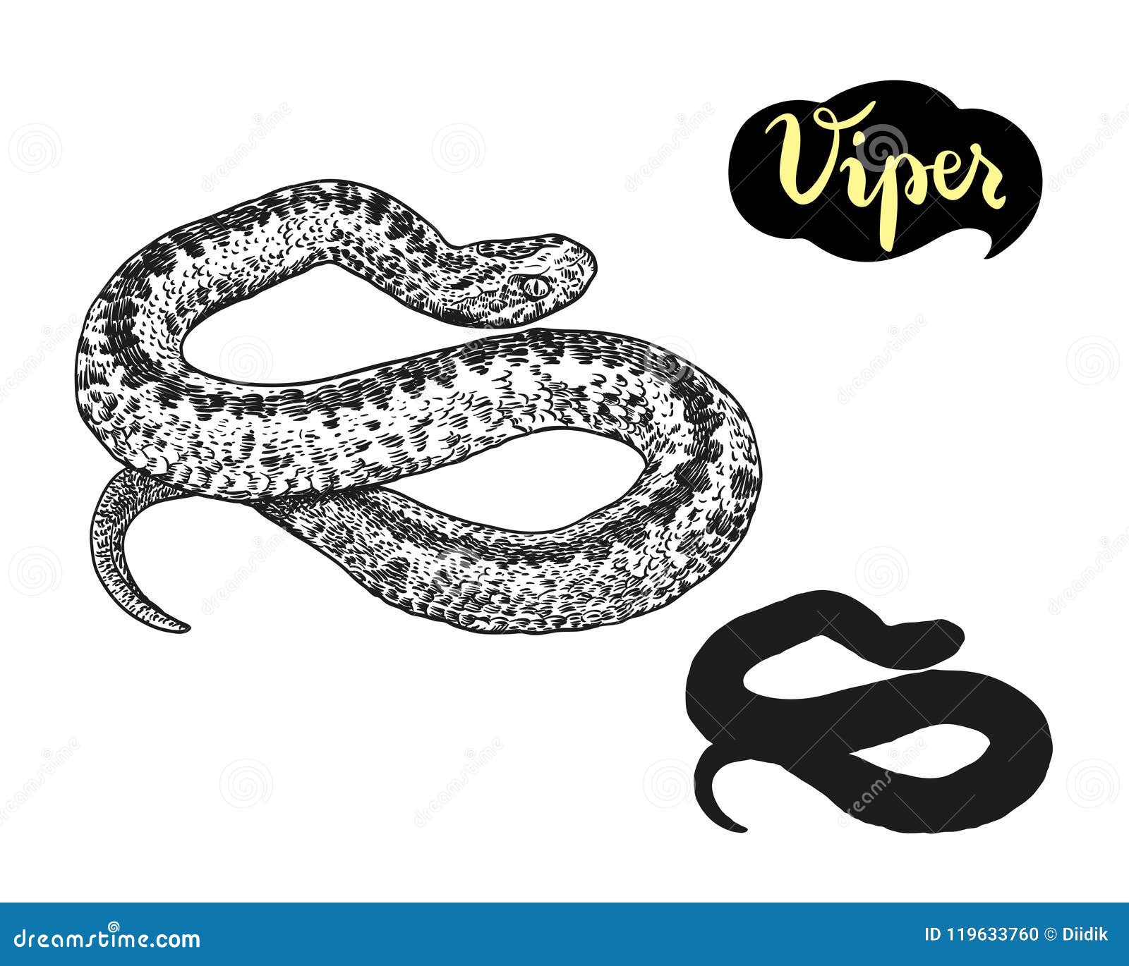 Viper Vector Hand Draw the Illustration Isolated on White Background