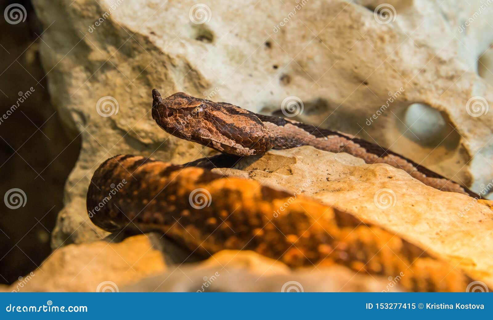 vipera ammodytes snake in his habitat