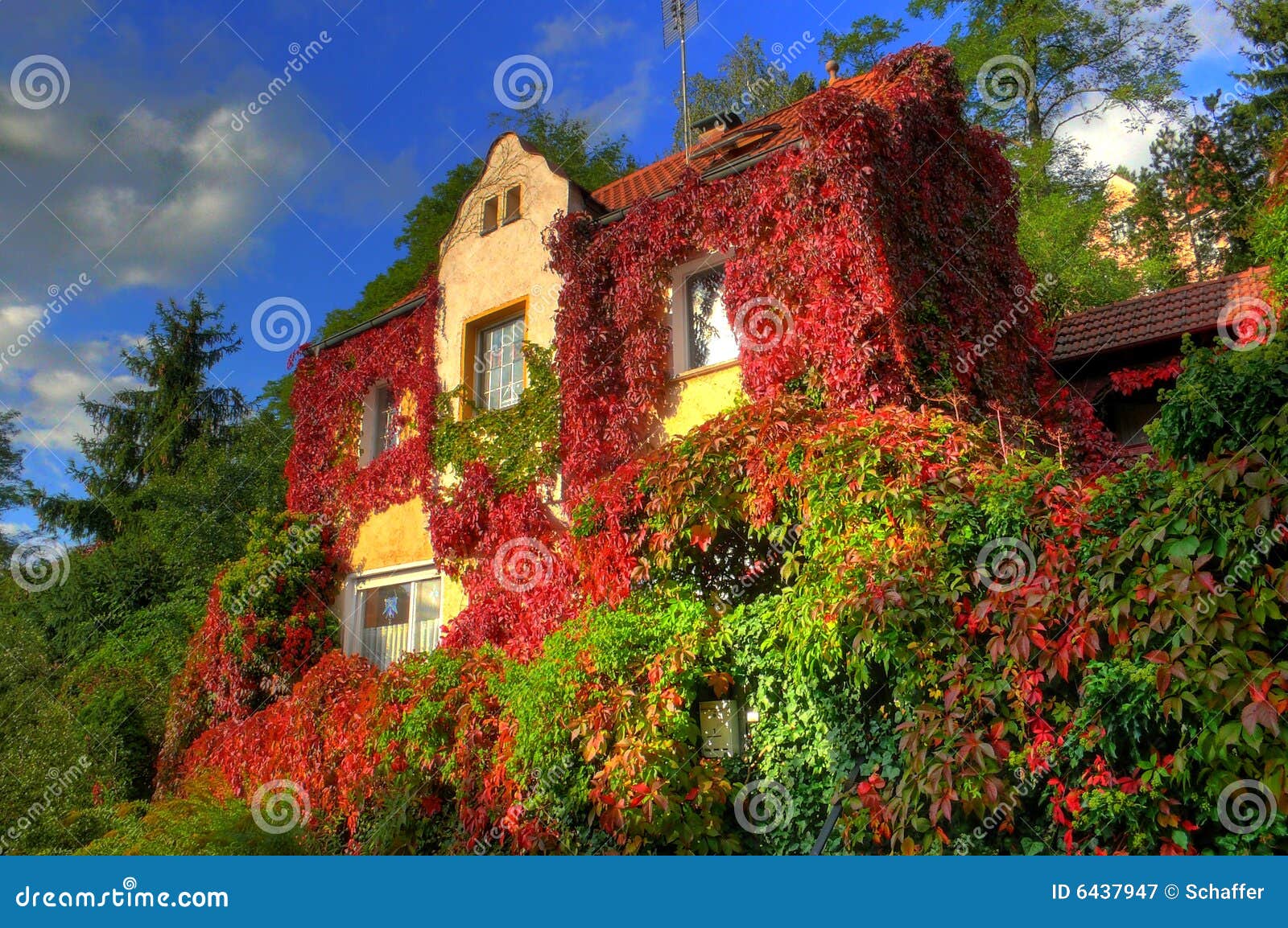 virginia creeper