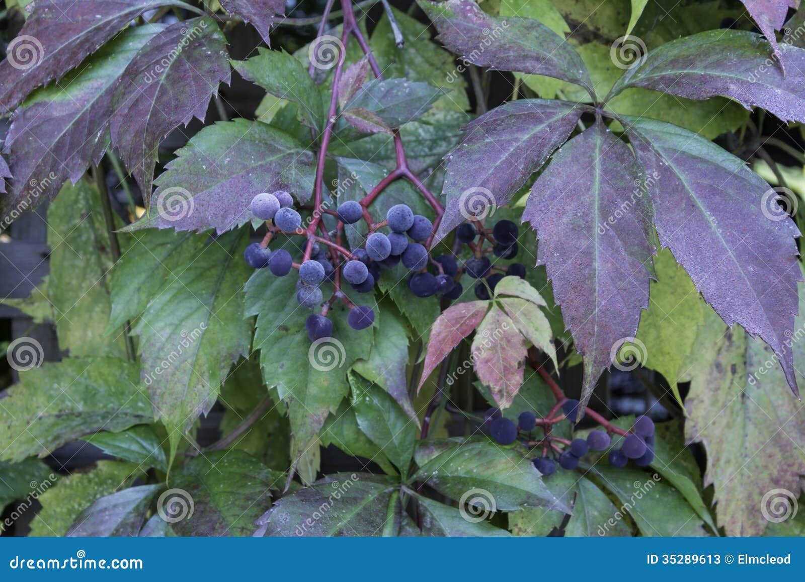 Virginia Creeper stock image. Image of landscape, nature 35289613