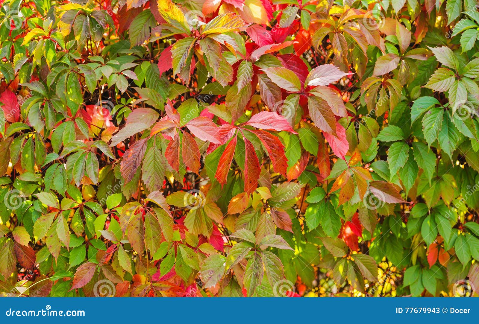 Virginia Creeper Backgrounds Stock Image - Image of autumn, colors