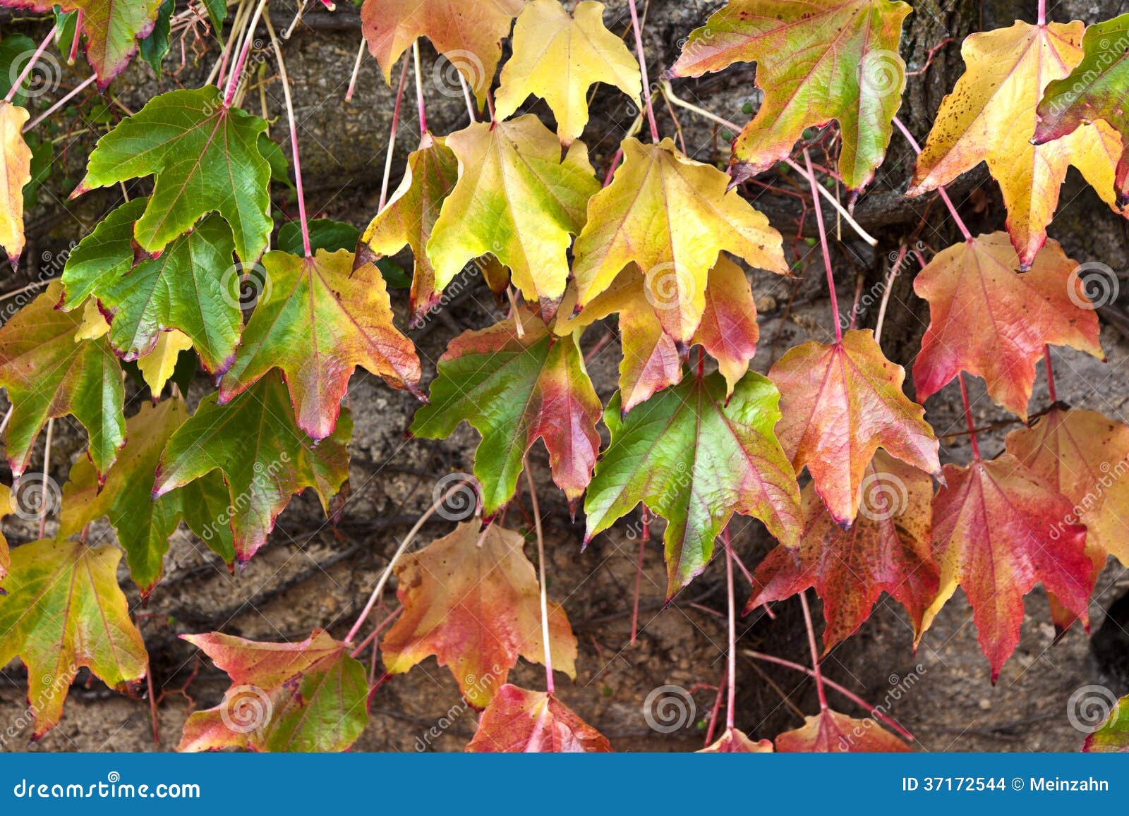 Virginia Creeper Leaves Change Colour in Autumn Stock Photo Image of