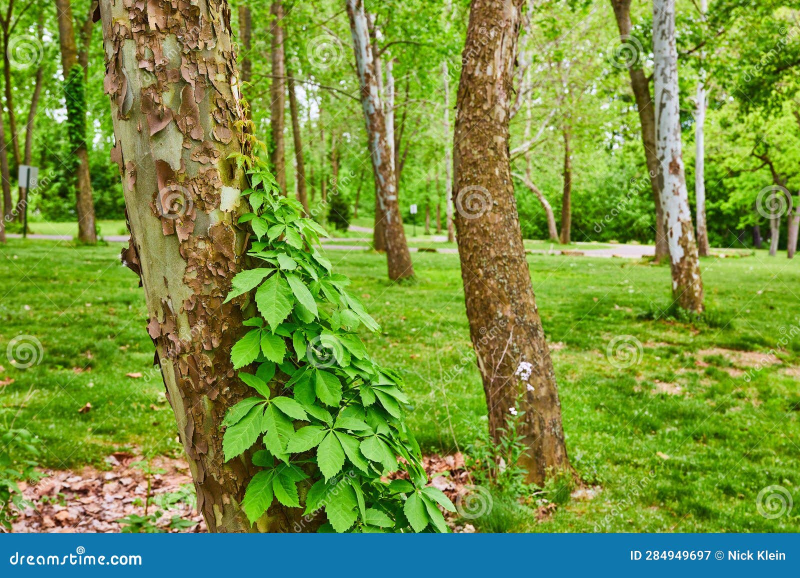 Virginia Creeper Vine Growing Up Side of River Birch Tree in Aerial